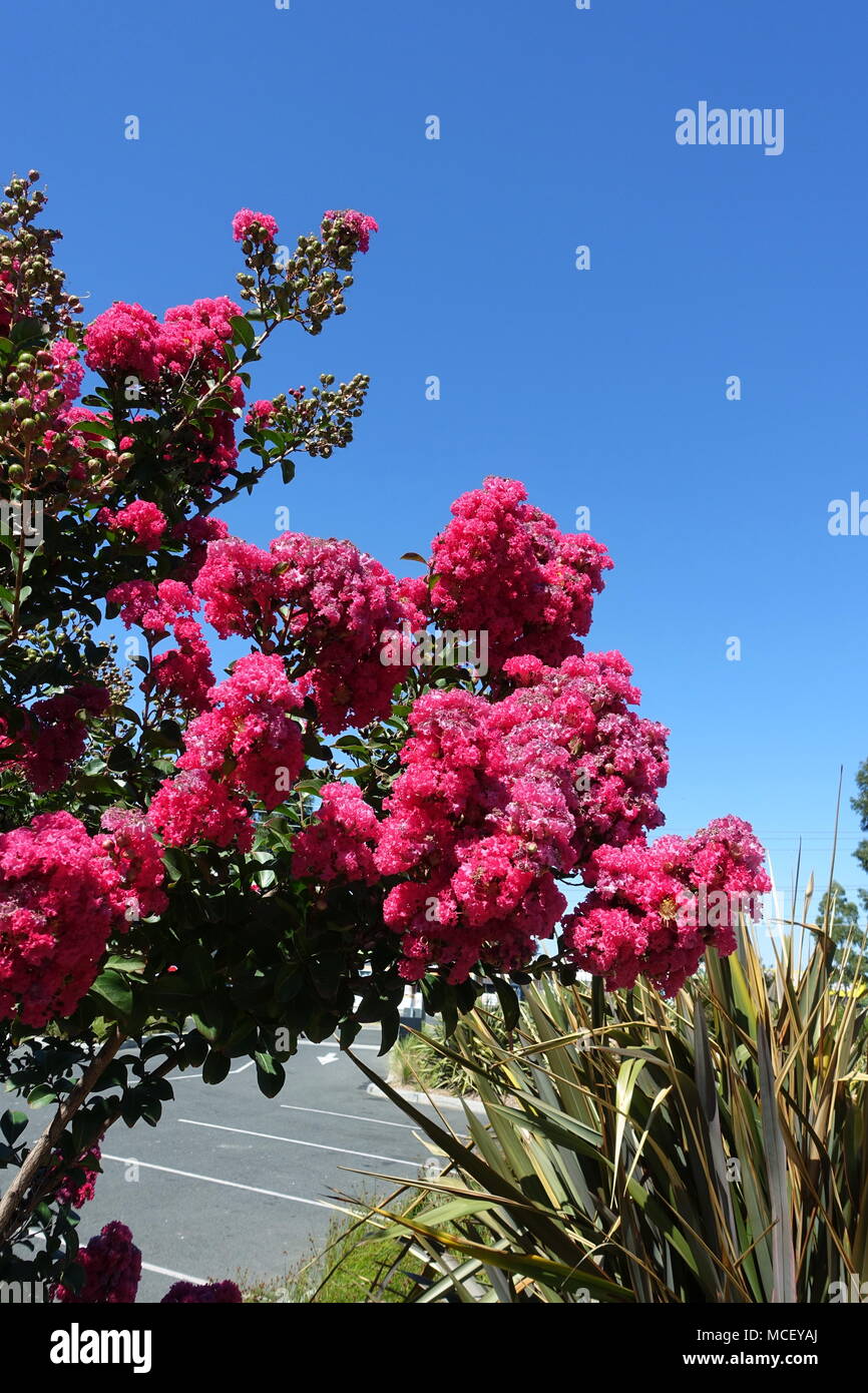 Lagerstroemia or  commonly known as crape myrtle or crepe myrtle against blue sky Stock Photo