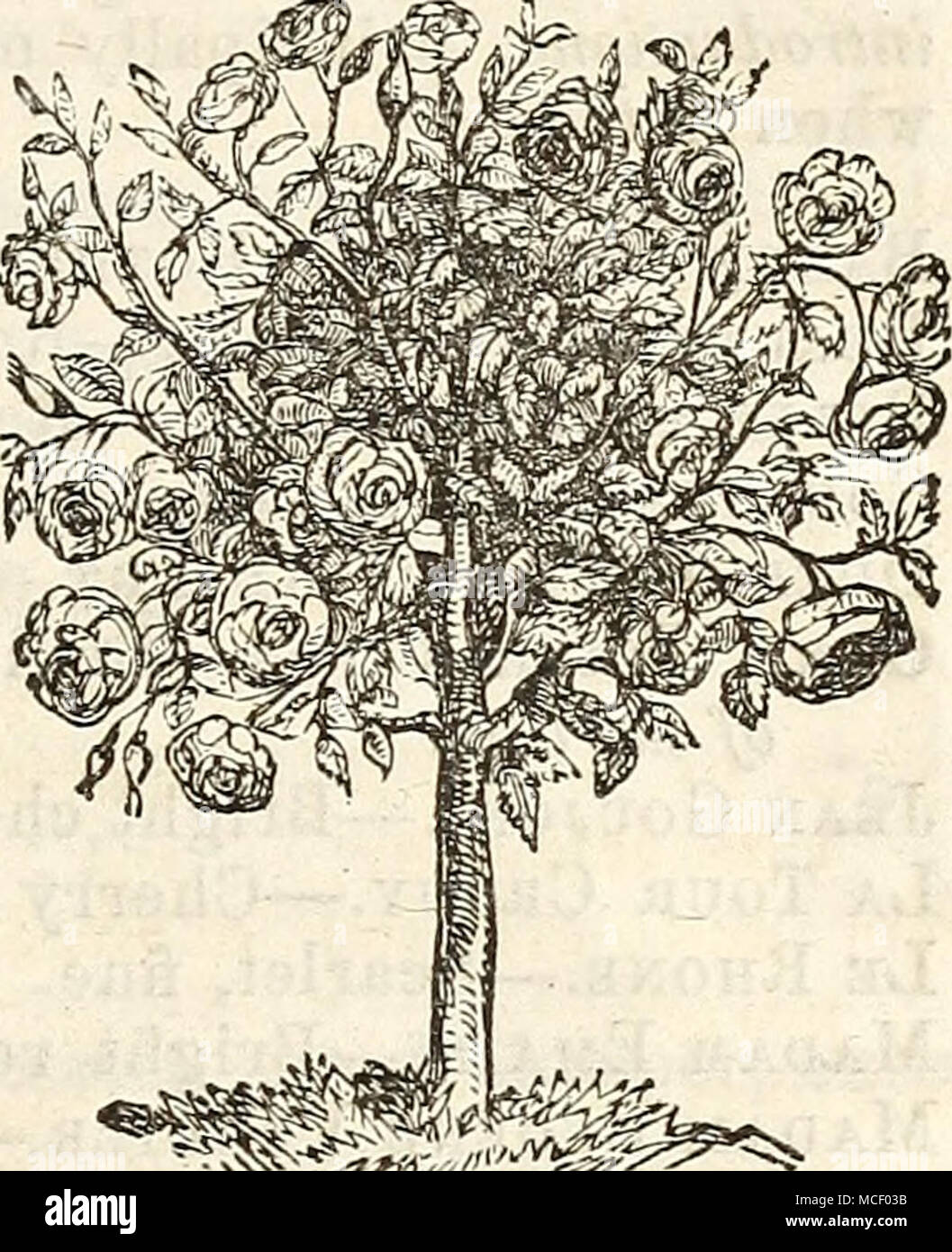 . F^g.i: Fig. 2. For the management of such, the chief requisites are the yearly ap-^ plication of old manure, cutting out old wood, and leaving the new and best shoots. Tree, or Standard Roses, are greatly admired when well trained, but they require much care. A specimen is shown in figure 2. They are usually made by budding on vigorous standards, about two feet high. The buds, when growing, form the head. Fillar Roses can be formed by training strong growing varieties on the trunk of a small tree of cedar or other durable wood, the branches being cut within eight or ten inches of the stem. S Stock Photo