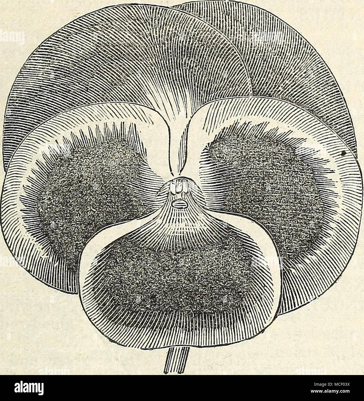 1 I Pansy Dreer S Premium Varieties Saved From First Class Flowers With Special Directions How To Culti Vate 50 Quot Best English Imported 25 Quot New Light Blue 25 Quot 1 I Pansy Dreer S Premium Varieties Saved From First Class Flowers With Special Directions How To Culti Vate 50 Quot Best English Imported 25 Quot New Light Blue 25 Quot