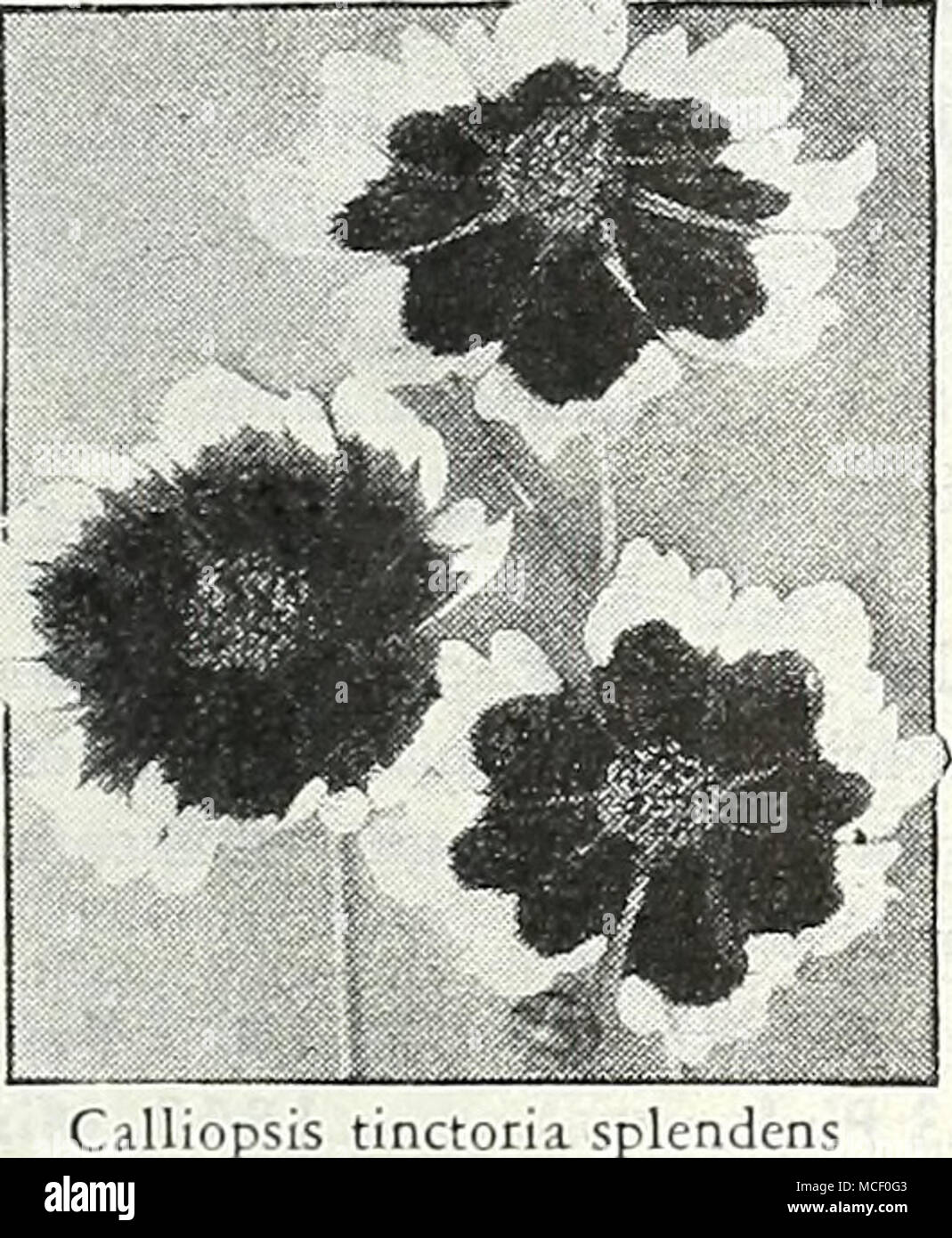 . 1617 Tinctoria splendens. Very free- flowering .and exceptionally showy. Covered with large yellow blooms with extra-large brown-black cen- ters. Blooms all summer long. 314 ft. tall. Pkt. 10c; ;4 oz. 2Sc; oz. 7Sc. Calliopsis Collections 4762 One packet each of the 7 named varieties (No Mixtures) value 70c for 45c 4763 li oz. of the same 7 sepa- rate varieties value $1.75^. ^  for $1.25 V r Tall Varieties These grow from 2^4 to 3 feet tall and produce hundreds of brilliantly colored blooms that are most effective. 1614 Golden Crown. BriHiant golden yellow with glossy maroon center zone. 2 ft Stock Photo