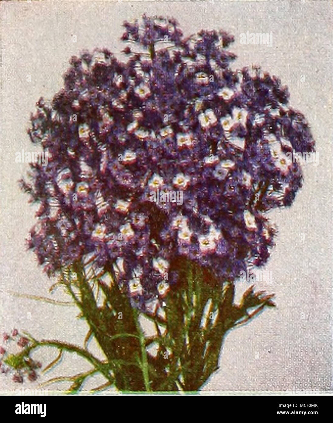 . 1078 Alyssum, Violet Queen ® A most delightful dwarf annual Sweet Alyssum forming compact plants 5 inches tall covered from early summer until frost with bright violet- blue flowers which hold their color through all kinds of weather. A splen- did edging plant of eas&gt;' culture and dependable performance. Pkt. 15c; large pkt. 50c; li oz. 75c; oz. $2.25. Stock Photo