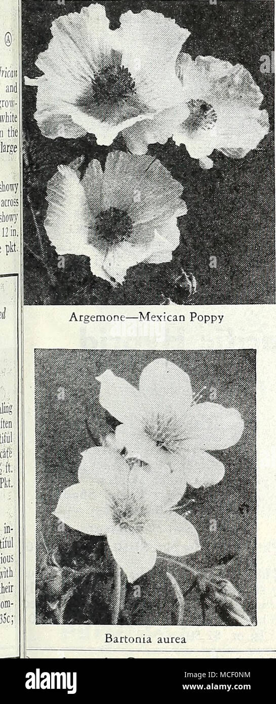 . Bartonia aurea Argemone ® Mexican or Prickly Poppy 1241 Hybrida grandiflora. Mixed. Slightly prickly plants 2 to 3 ft. tall, bearing from midsummer until frost showy, satiny, crinkled blooms in white, cream, and old-rose. Pkt. 15c; large pkt. SOc. Bartonia Blazing star ® 1451 Aurea. Brilliant, large, golden- yellow flowers with prominent sta- mens and downy thistle-like foliage. Sow in spring where to bloom; does not stand transplanting. 1^-2 ft. tall. Pkt. ISc; large pkt. SOc. Bells of Ireland ® 1507 Molucella laevis. A curious yet very attractive plant with large deep green calysis attract Stock Photo