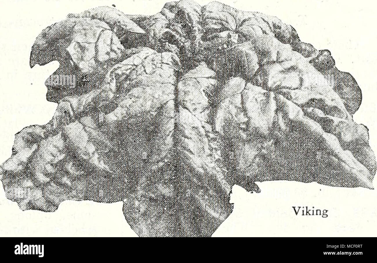 . Viking 857 Viking. 45 days. A hardy, vigorous Spinach of com ^pact