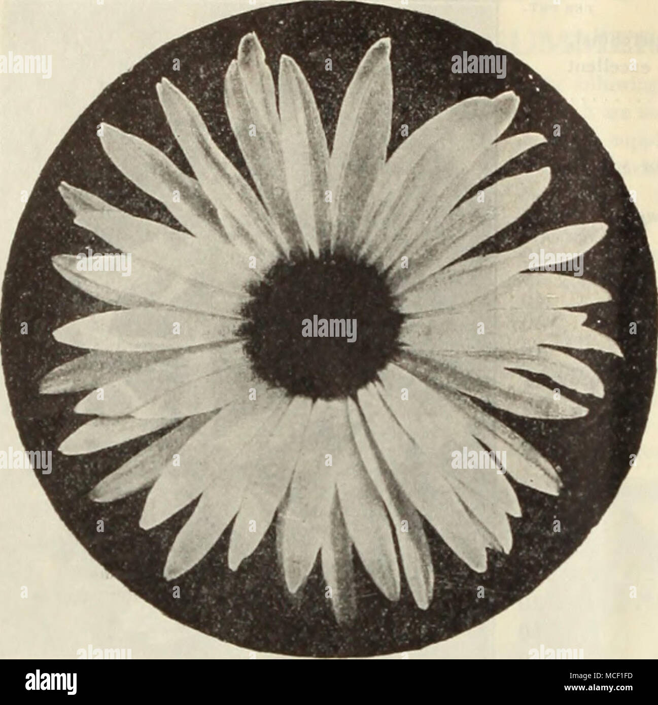 . Shasta Daisy Alaska. HARHY' PEREXNIAI. ASTER. PI'K PKT. 1400 Mixed {Michaelmas Daisies). Single fall-flowering hardy herbaceous plants, thriving in any good garden soil; 2 to 4 feet.  oz., 50 cts 10 CALCEOLARIA. PER PKT. 1671 Dreer's Perfection. . universal favorite for decorating the greenhouse or conservatory. This strain was grown for us by a celebrated Scotch specialist, and is considered the finest in cultiva- tion; flowers beautifully spotted and blotched in exceedingly rich and varied colors 50 CARNATION. Carnations are general favorites for their delicious fra- grance and richness  Stock Photo