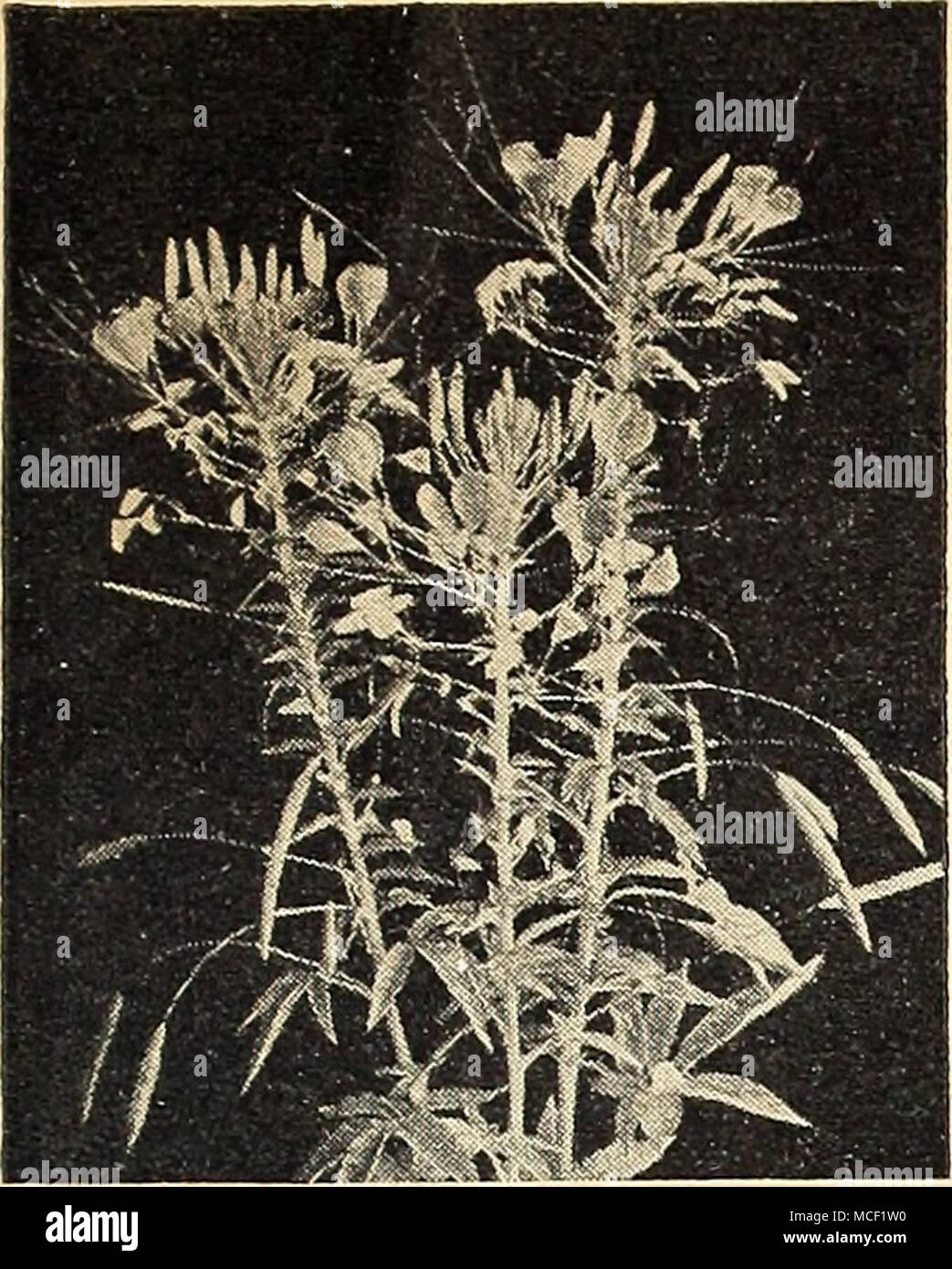 Tall wiry stems hi-res stock photography and images - Alamy