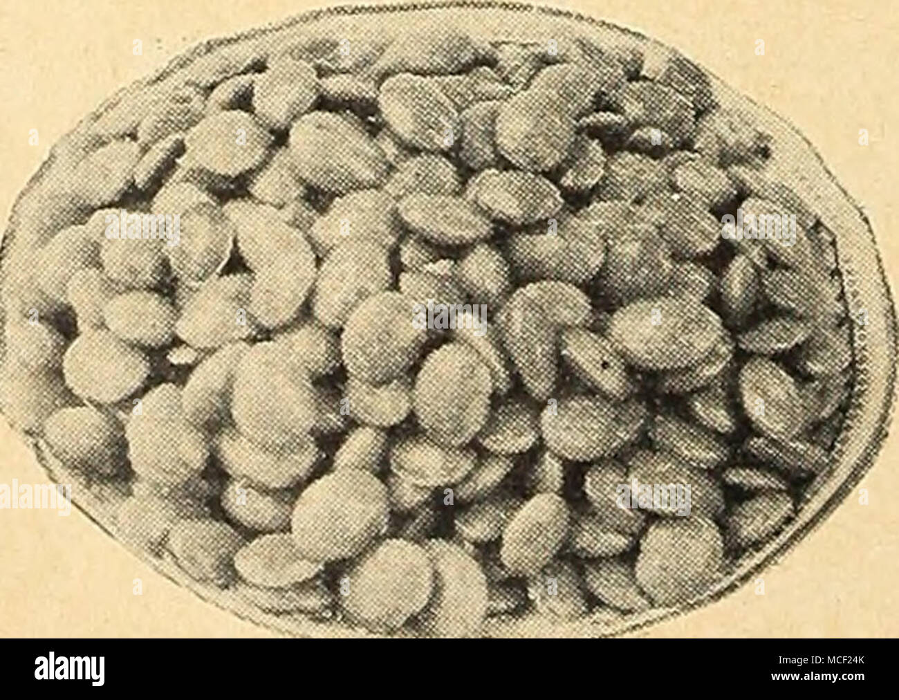 Inoculate seed hires stock photography and images Alamy