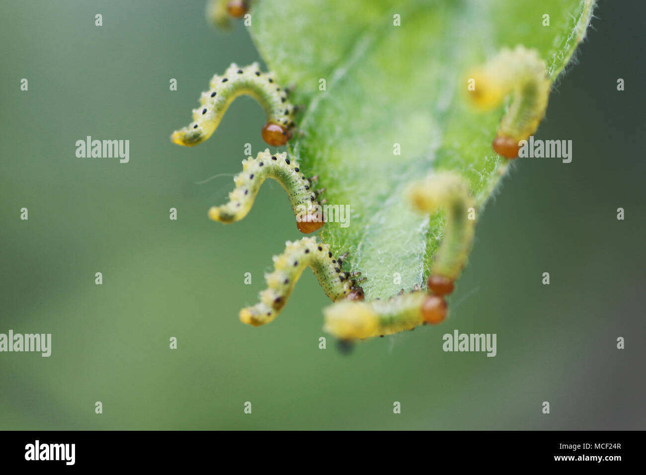 Treatment of plants from insects Stock Photo Alamy