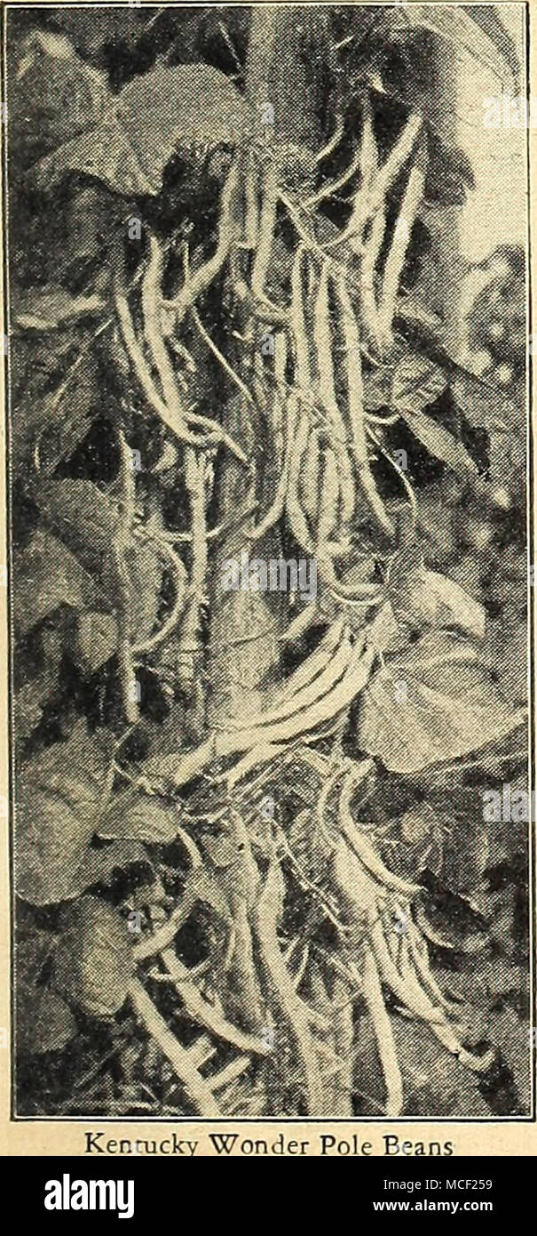 . Kentucky Wonder Pole Bea In addition to treating bean seeds with