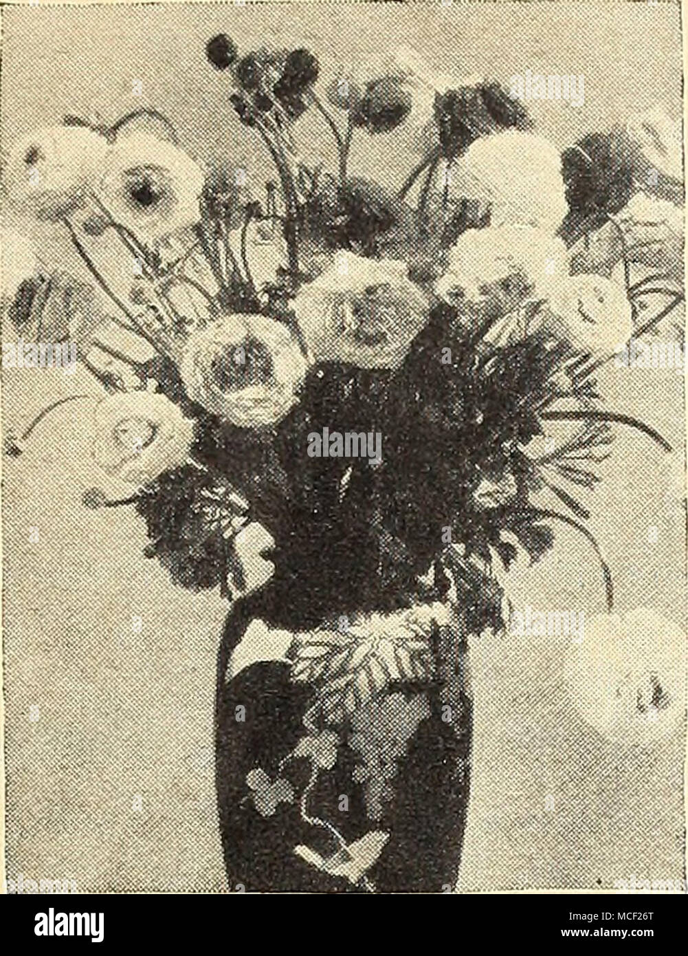 Tecoye Ranunculus . Tecolote Ranunculus Ranunculus ^ ® These showy plants delight in a ...