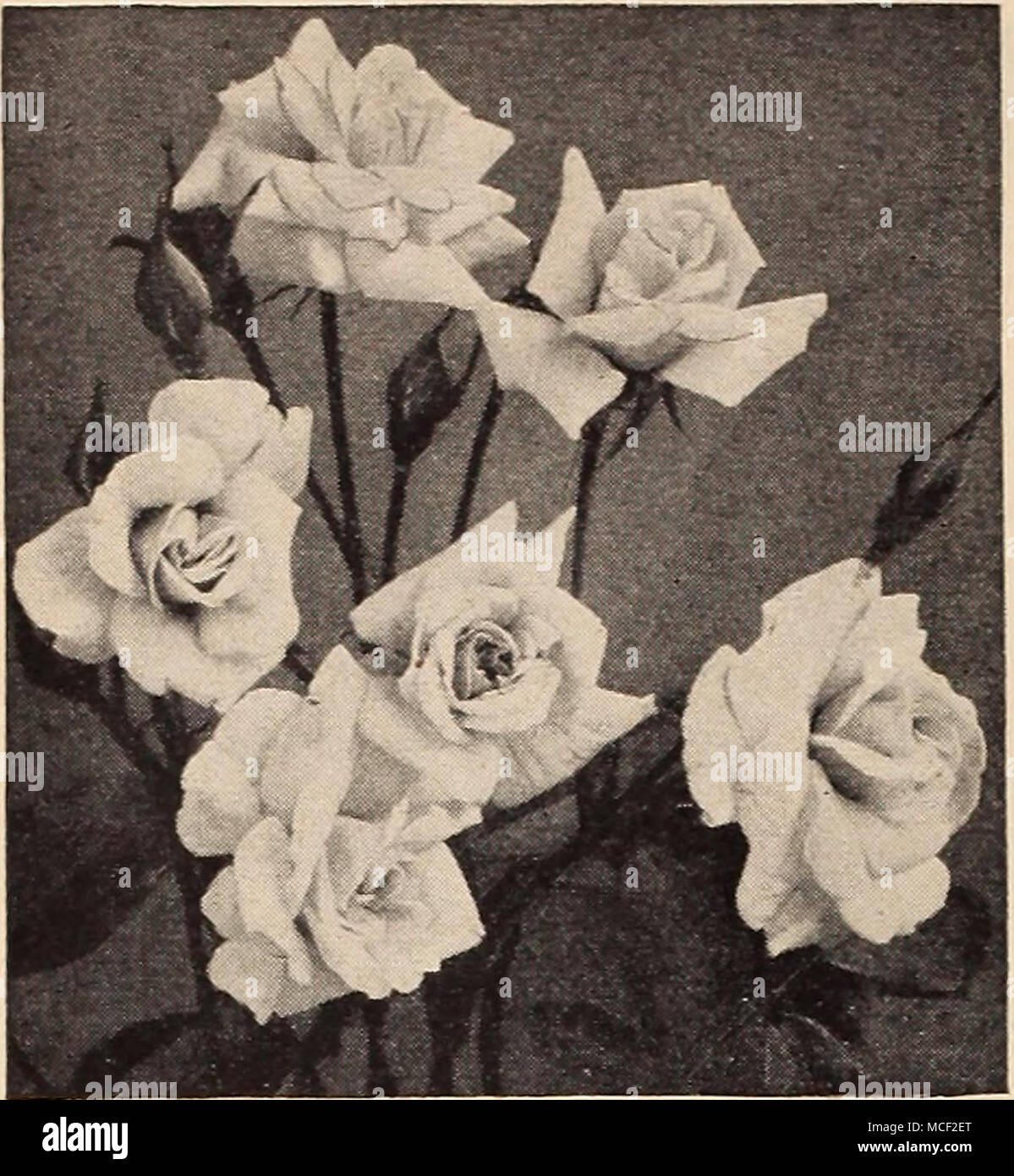 . Four Small-Flowering Polyantha Roses The Polyantha or Baby Roses represent a distinct type which is verj' popular for bedding purposes. The plants form shapely compact bushes 18 inches tall. They bloom profusely right up to frost. 18-409 Cecile Brunner {The Fairy or Sweetheart Rose). A dainty variety with small double blooms of perfect form arranged in manj' flowered, graceful sprays. Soft rosy pink on a rich creamy white ground. Moderately fragrant. 18-427 Golden Salmon. Bright orange-scarlet buds expanding to glistening orange blooms that fairly blaze in the sunlight. Ver&gt;' showy. 18-43 Stock Photo