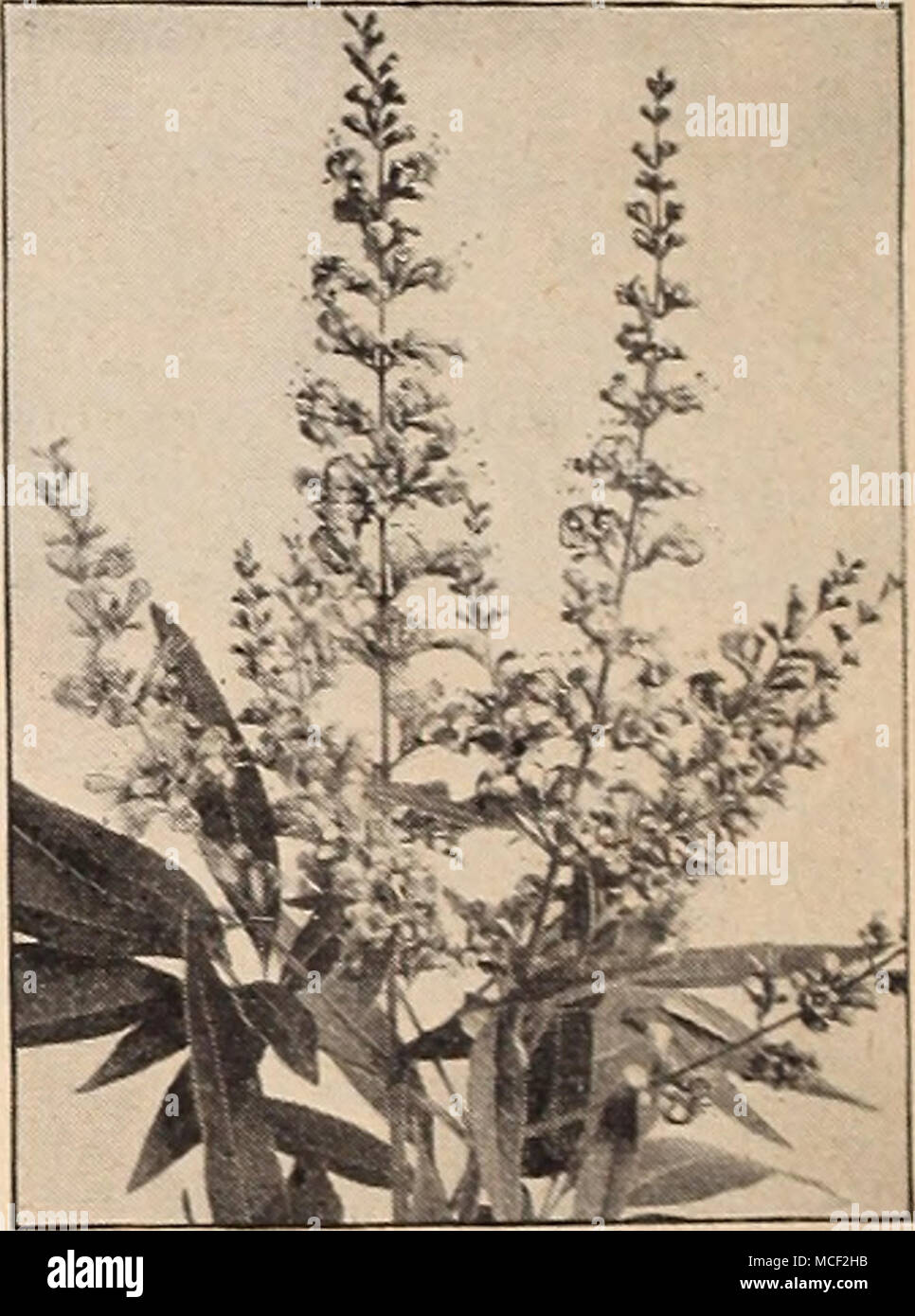 . 'itex macrophylla WltZX-Chaste Tree (T) 26-191 Macrophylla. This graceful shrub though very outstanding in every respect is comparatively little known. It bears showy large lavender-blue flower spikes during the summer and grows more than 10 feet tall unless pruned back. Given ample space it will develop into a truly magnificent specimen of dis- tinctive appearance. Even when not in bloom the attractive palmate foliage adds beauty to the garden. Strong plants, size 15-18 inches, 75c each; S7.50 per doz. Weigela—DiervUla (M) 26-192 Eva Rathke. A hardy and vigorous shrub with richly colored r Stock Photo
