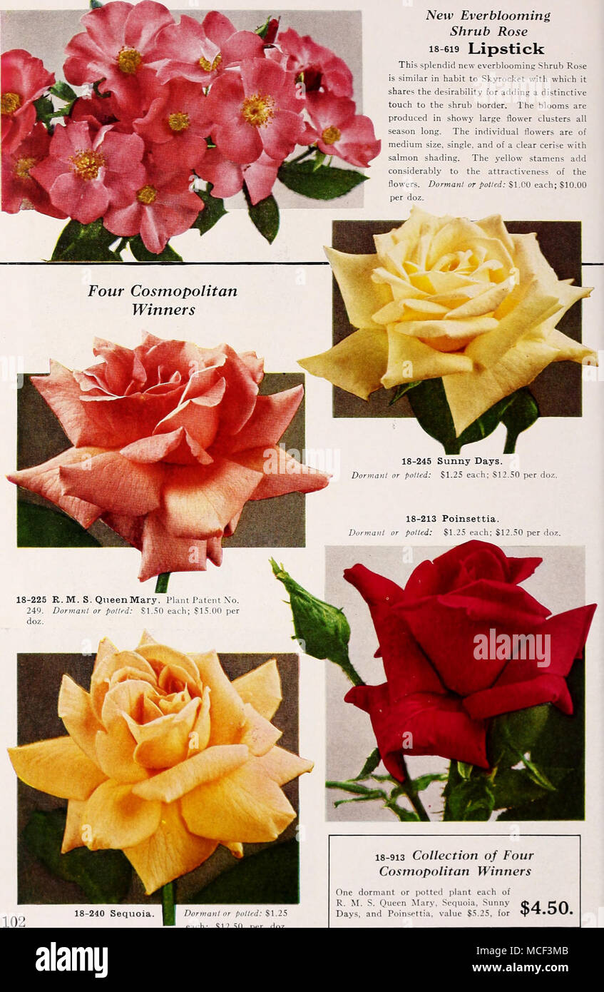 . naiil or polled: SI.25 each; S12.S0 per doz. 18-913 Collection of Four Cosmopolitan Winners One dormant or potted plant each of K. M. S. Queen Mary, Sequoia, Sunny 0A Cfi . and Poinspttia, value S,S.25, for 'P^-OKJ. Stock Photo
