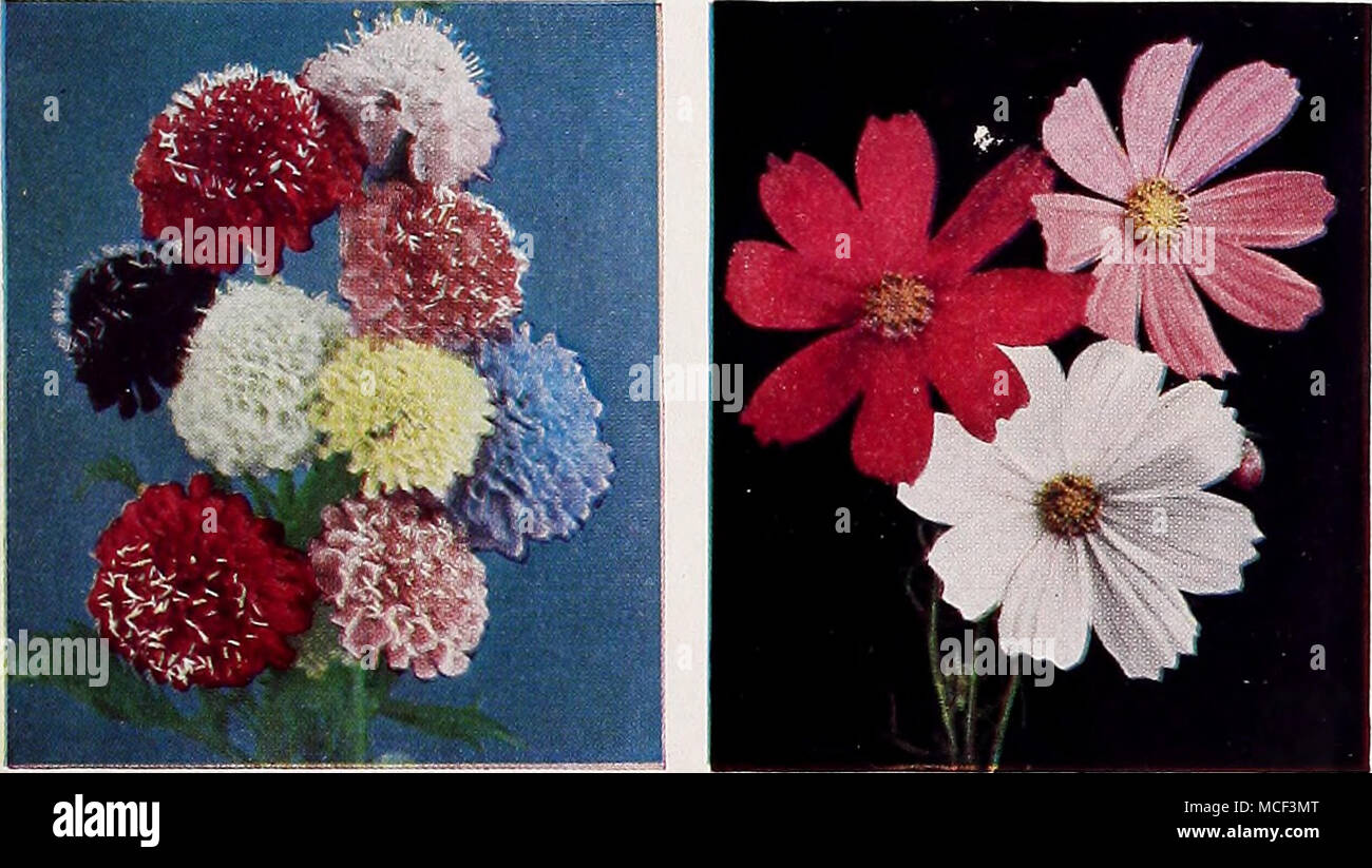 . 9 I'^^JB x&quot; m - 1 *^^y 3892 Scabiosa New Double Giant Flowering Mixed Pkt. 15c; large pkt. 50c. 2040 Extra-Early Cosmos, Sensation Mixed Pkt. 10c; large pkt. 30c;  oz. 50c. 1880 Centaurea cyanus Ultra Double Finest Mixed. Pkt. 10c; large pkt. 25c;  oz. 40c. 4722 Collection of 9 Glorious Annuals. One packet each of these Nine Glorious Annuals for every garden, value $1.10 for 80c Stock Photo