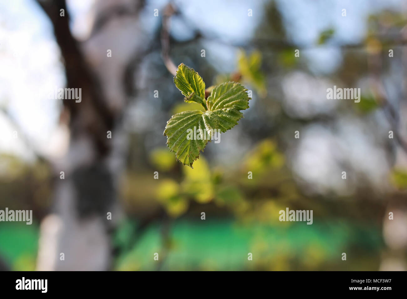 fresh spring leaves on a tree Stock Photo - Alamy