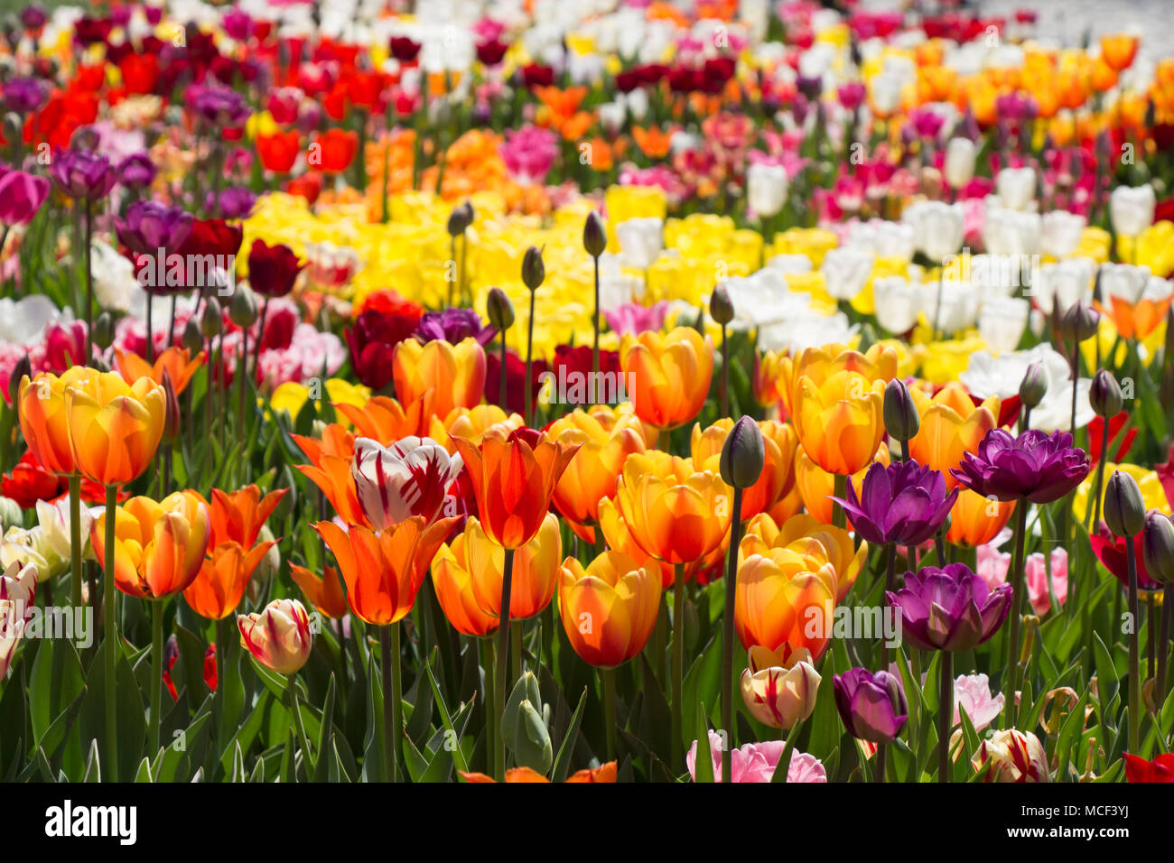 Blooming colorful tulip flowers in garden as floral background Stock ...
