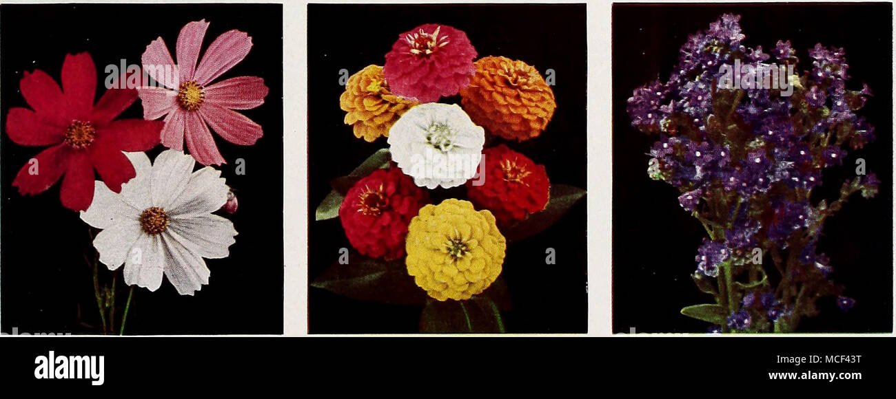 . 2040 Extra-Early Cosmos, Sensation Mixed. Pkt. 10c; special pkt. 30c;  oz. 50c. 4580 Zinnia, Double Lilliput or Pompon Mixed. Pkt. 10c; i oz. 30c; oz. $1.00. 1103 Anchusa Capensis, Blue Bird. Pkt. 10c; i oz. 25c; oz. 75c. 4722 Collection of 9 Glorious Annuals. One packet each of these Nine Glorious Annuals for every garden, value $1.05, for 33 Stock Photo