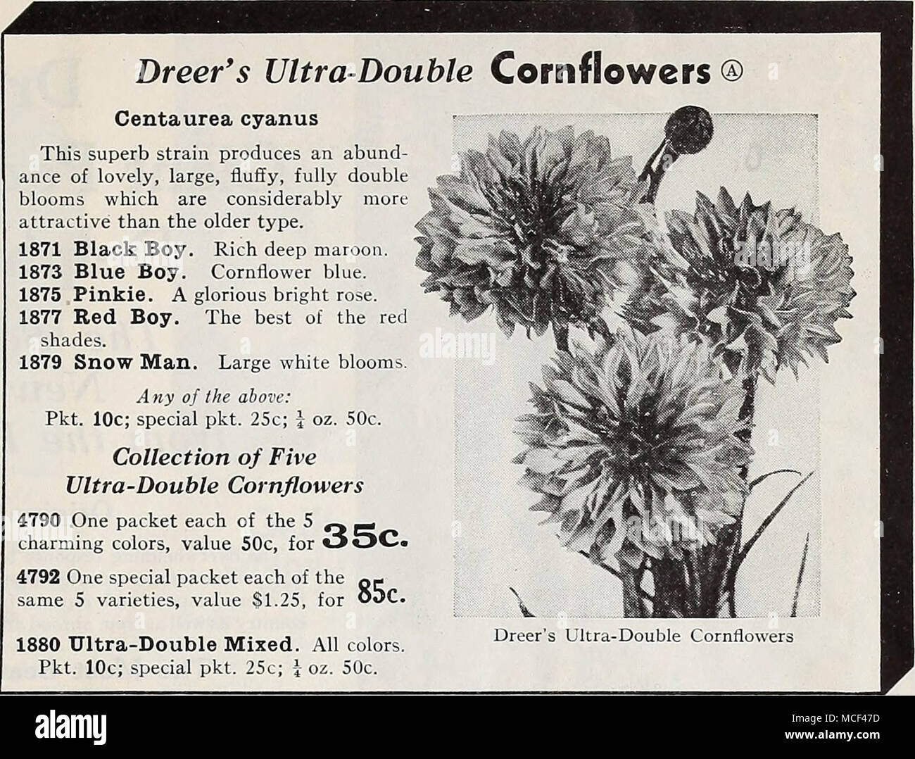 Dreer S Deluxe Korean Hybrid Chrysanthemums Hardy Garden