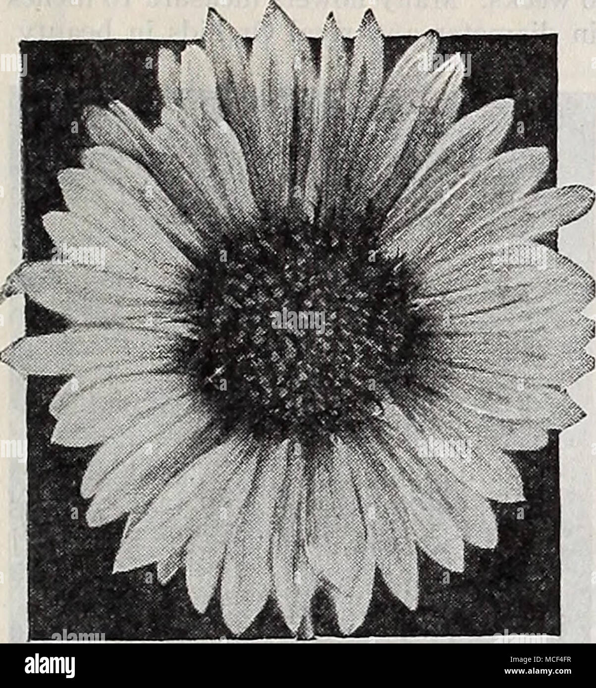 Gaillardia Grandiflora Gaillardia B Anfee Flower These