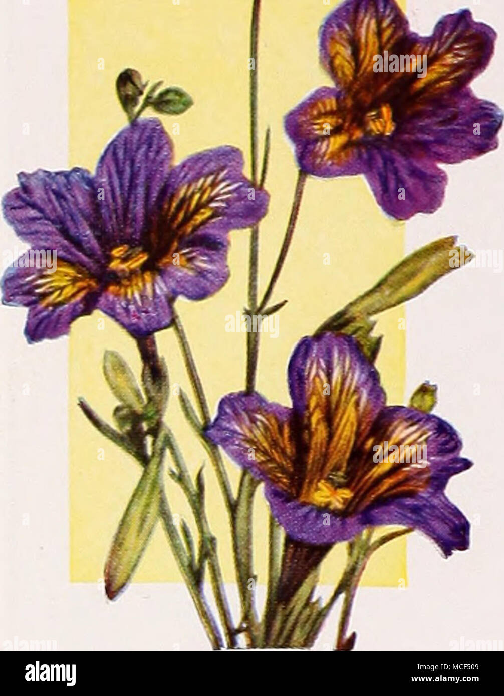 . 3825 Salpiglossis, Purple and Gold. Pkt. 10c; special pkt. 40c; ^4 oz. 60c. Stock Photo