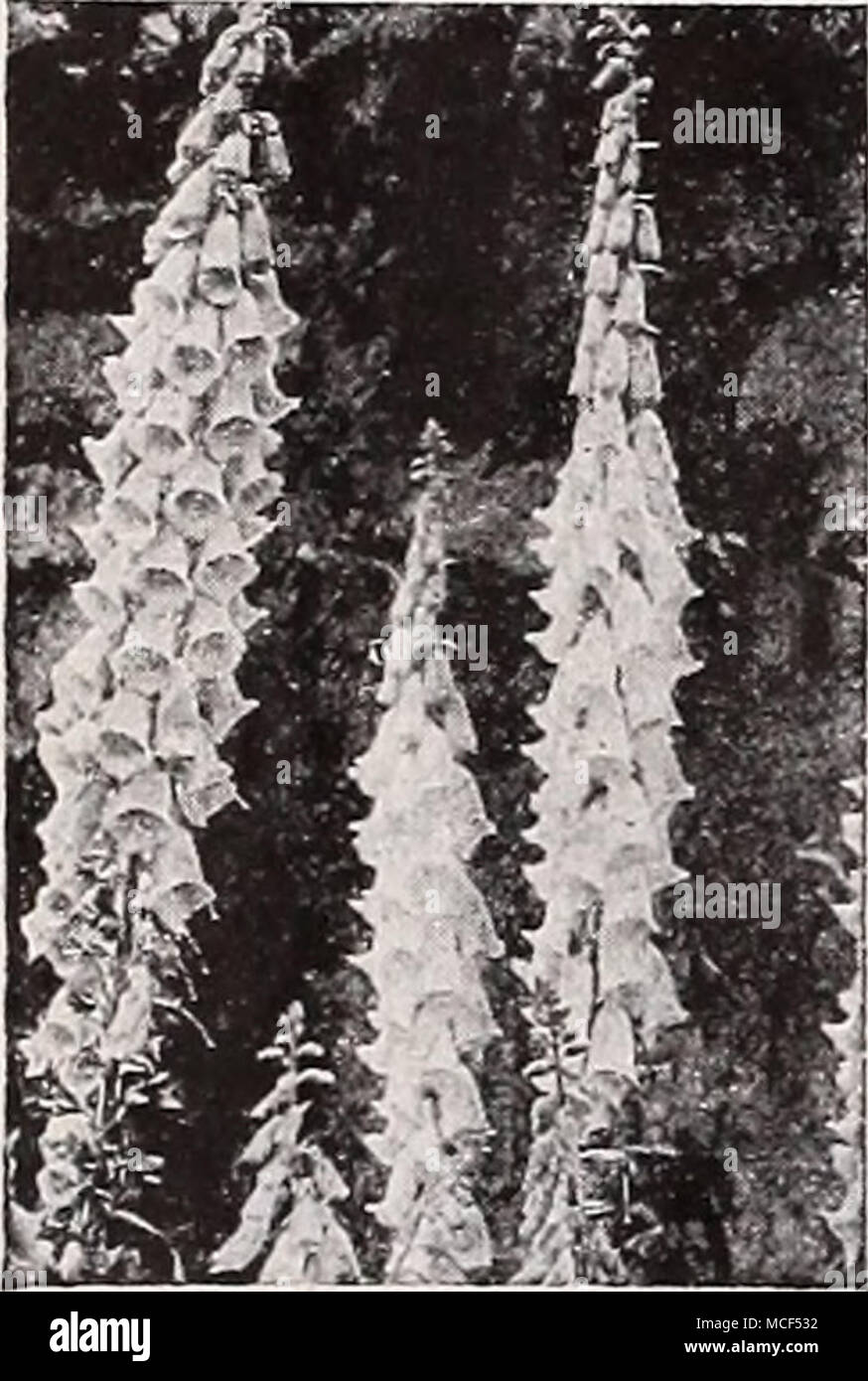 Digitalis sp hires stock photography and images Alamy