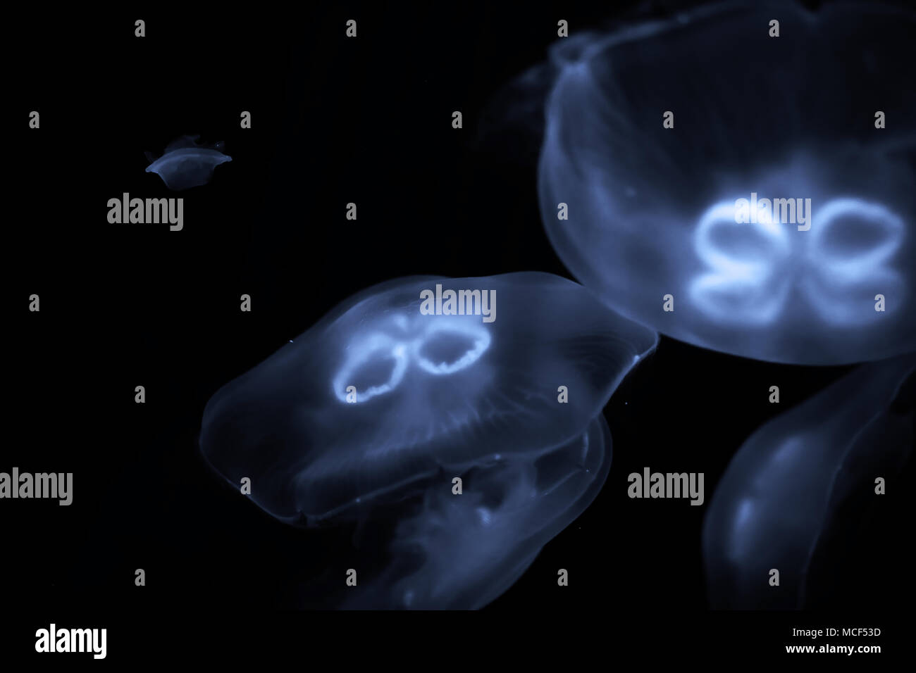 Blue jellyfish swim under water Stock Photo - Alamy
