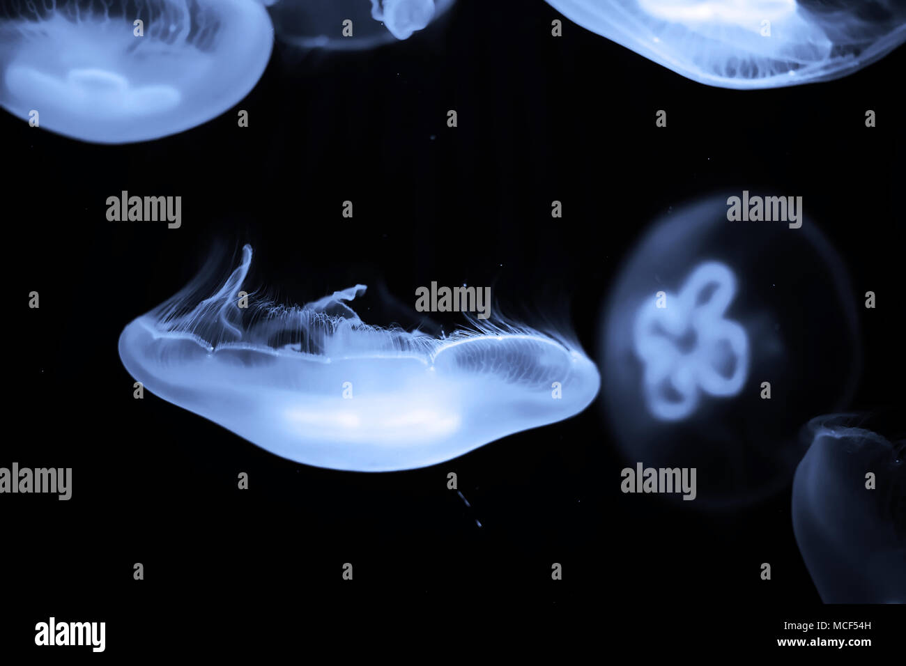 Blue jellyfish swim under water Stock Photo - Alamy
