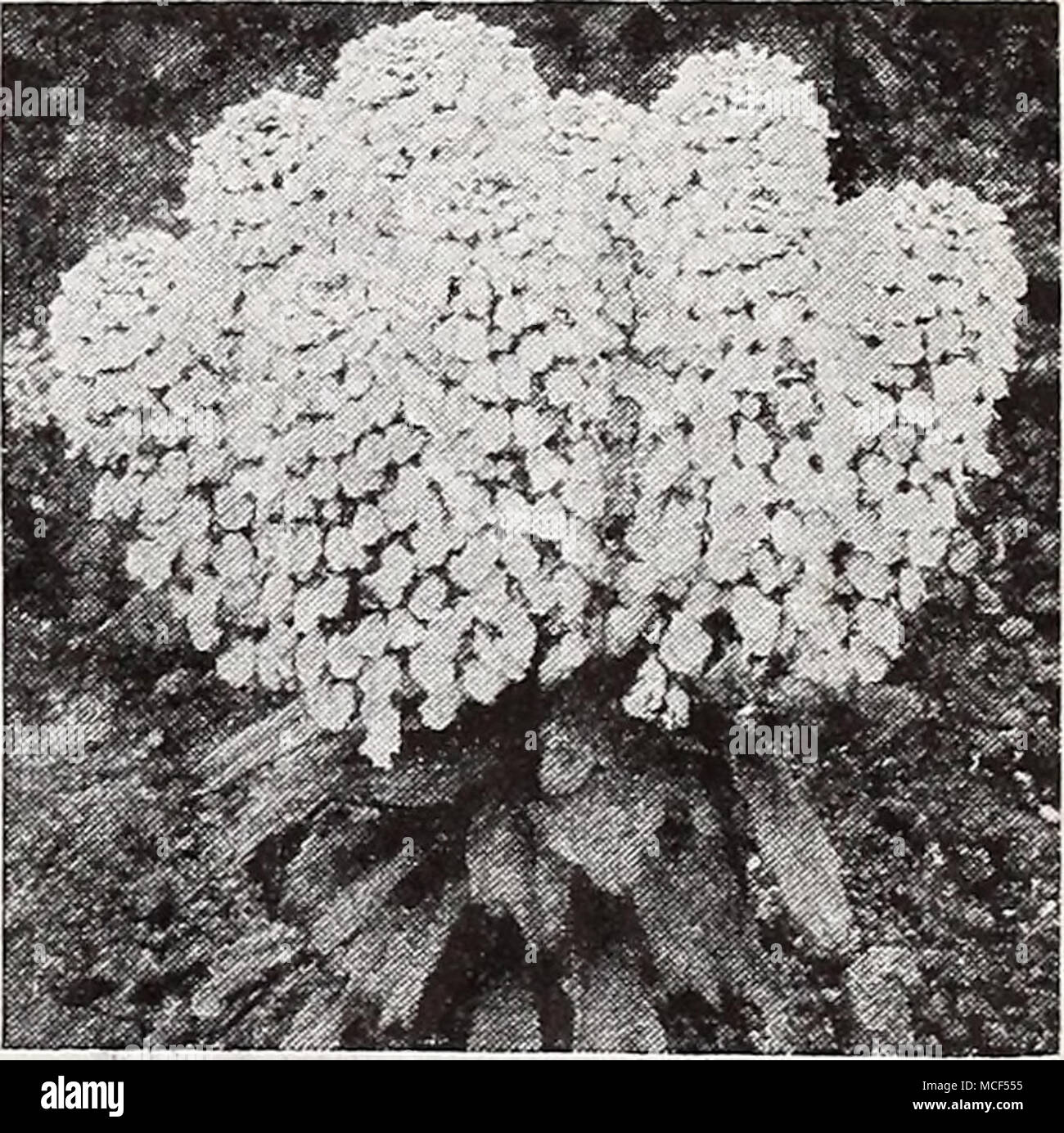 . Giant Hyacinth-Flowered Candytuft 1721 Giant Hyacinth-Flowered White. A wonderful strain with much- branched plants about 18 inches high, each branch terminated by an immense spike of white. Pkt. 10c; j oz. 40c; 5 oz. 65c; oz. Sl-25. Cardinal Climber ® § 1757 Ipomoea quamoclit Sloteri. This Dreer introduction is universally considered the most beautiful and colorful of all annual climbers. Grows thirty feet tall and is studded with magnificent brilliant cardinal-red blooms from midsummer until frost. Pkt. 10c; special pkt. 25c; J oz. 40c. Caryopteris H An interesting shrubby plant 2 feet hig Stock Photo