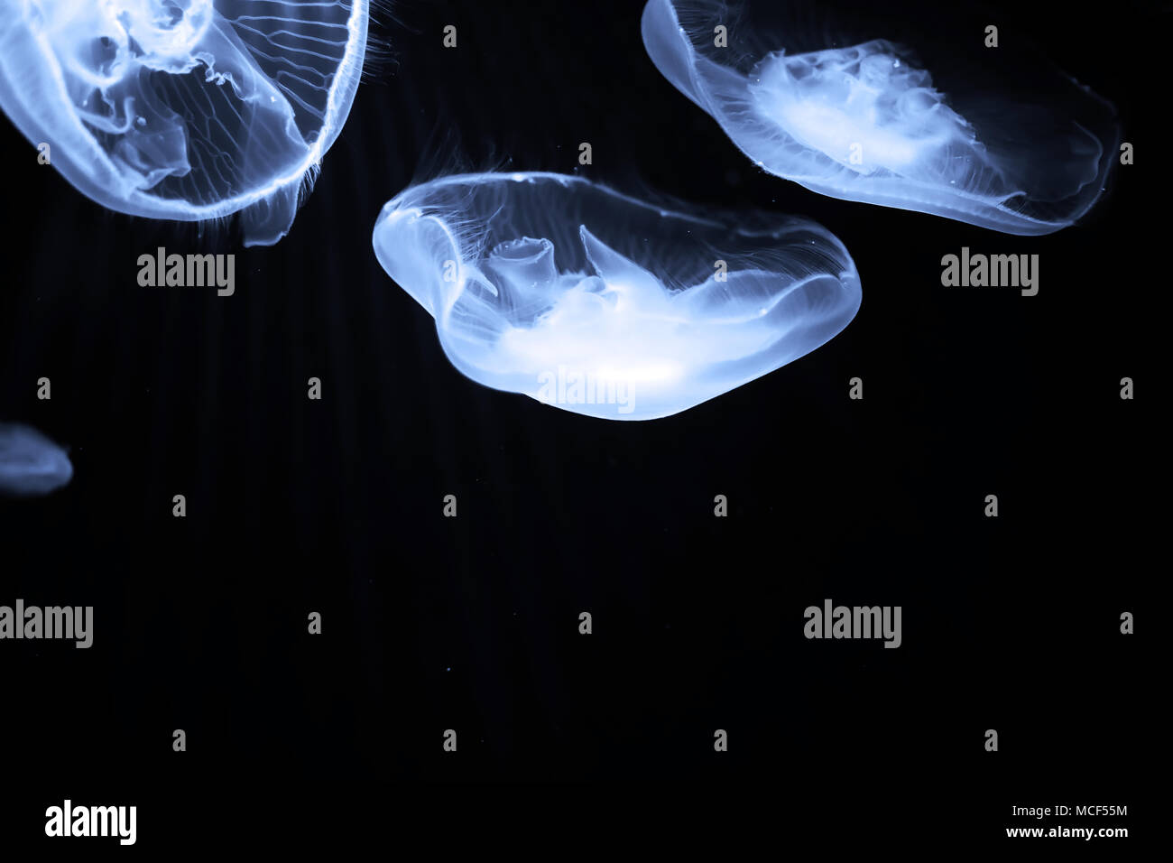 Blue jellyfish swim under water Stock Photo - Alamy