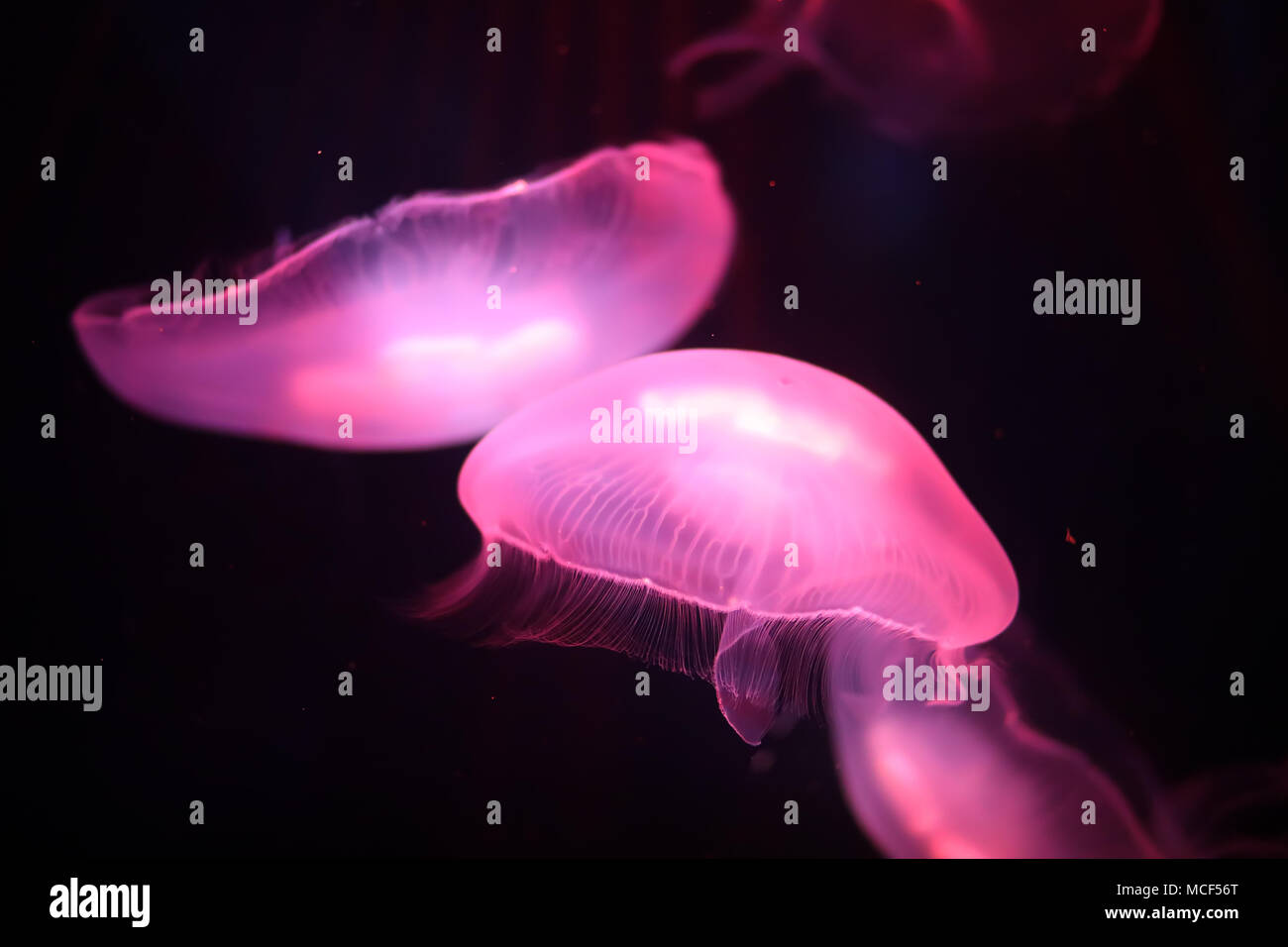 Multicolored jellyfish swim under water Stock Photo - Alamy