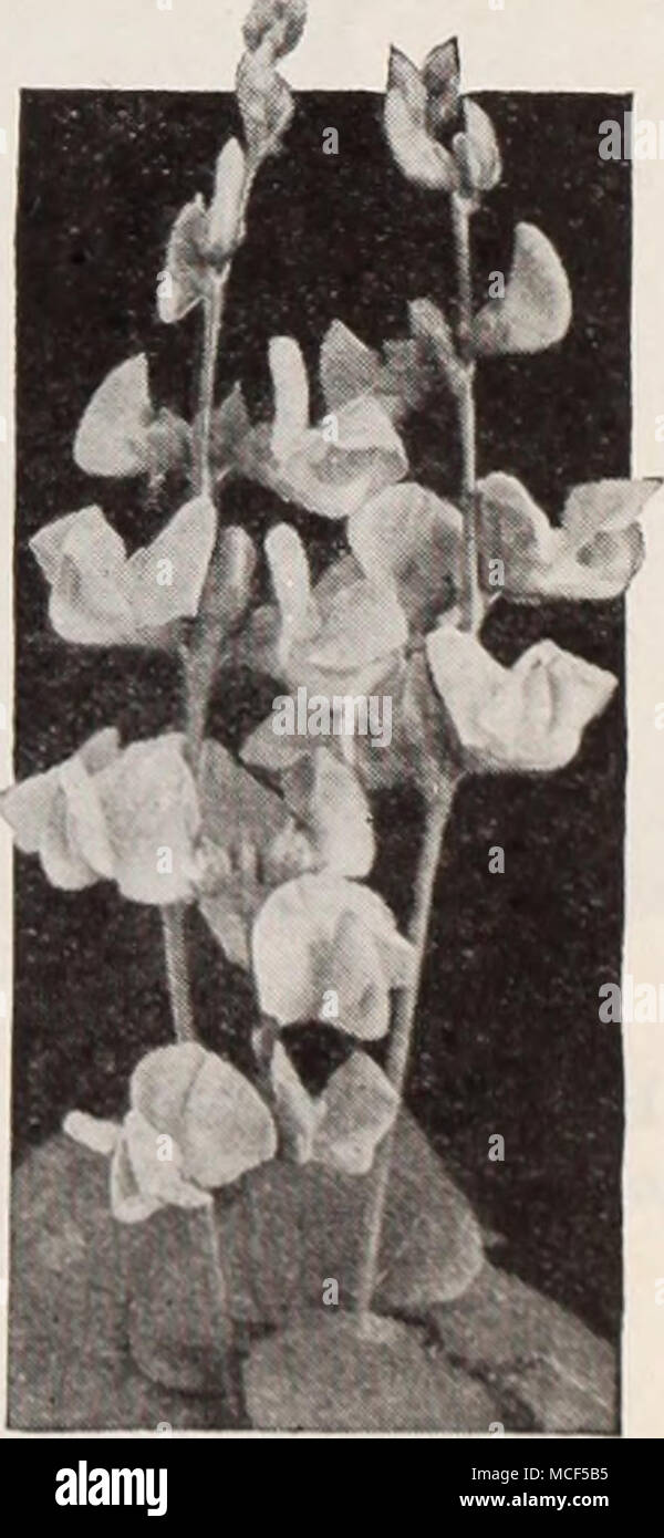 . oz. 20c. Dolichos, Darkness All Flower Seeds are delivered POSTPAID to any Post Office in the United States Stock Photo