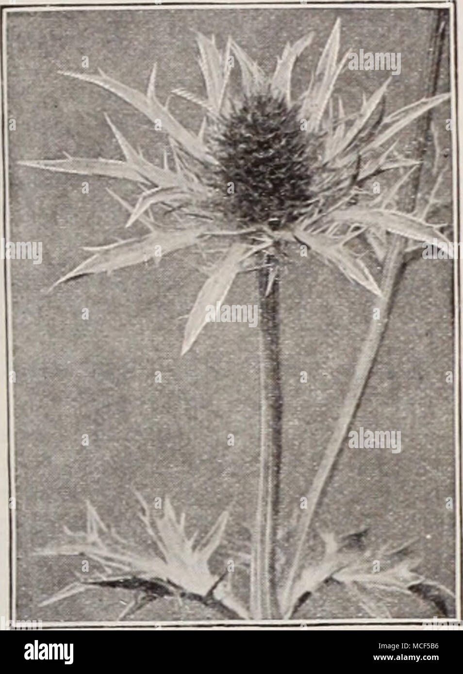 . Eryngium—Sea Holly Eryngium—Sea Holly [hp] 2408 Amethystinum. A handsome orna- mental plant growing 2 to 3 feet high. It has beautiful thistle like heads of amethyst blue flowers and holly-like foliage. Fine for winter bouquets. Pkt. 15c; special pkt. 60c. Stock Photo