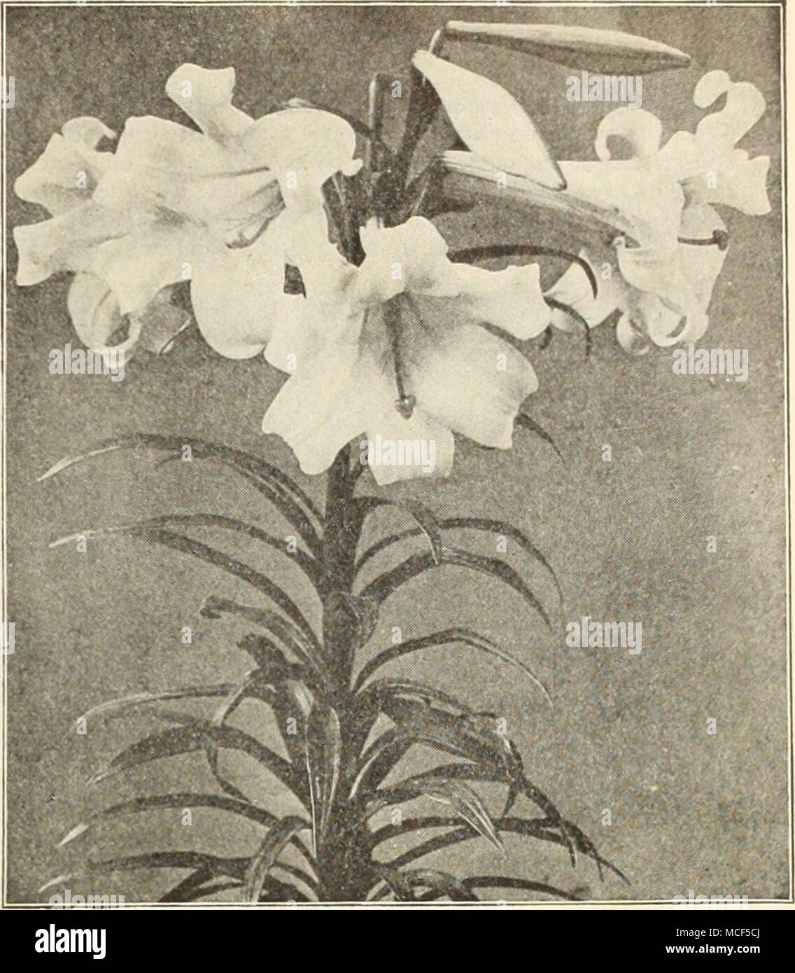 Lilium Candidum Annunciation Or Mandonna Lily Dreer S Special Selected Lilium Candidum Annunciation Or Madonna Lily This Is One Of The Most Popular Of Garden Lilies The Flowers Are Pure Snow White And