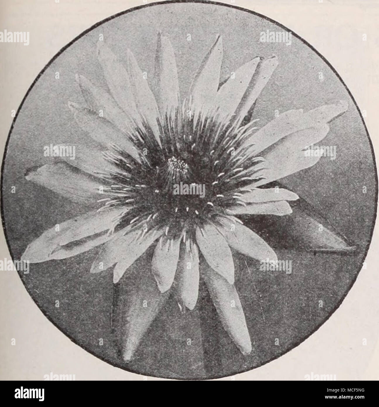 Dreer S Water Lily Leaflet Gives Complete Directions For The Cultivation Of Both Hardy And Tender Water Lilies Aquarium Plants And Other Aquatics Copies Free On Request Nymphaea Mrs Edwards Whitaker Victorias