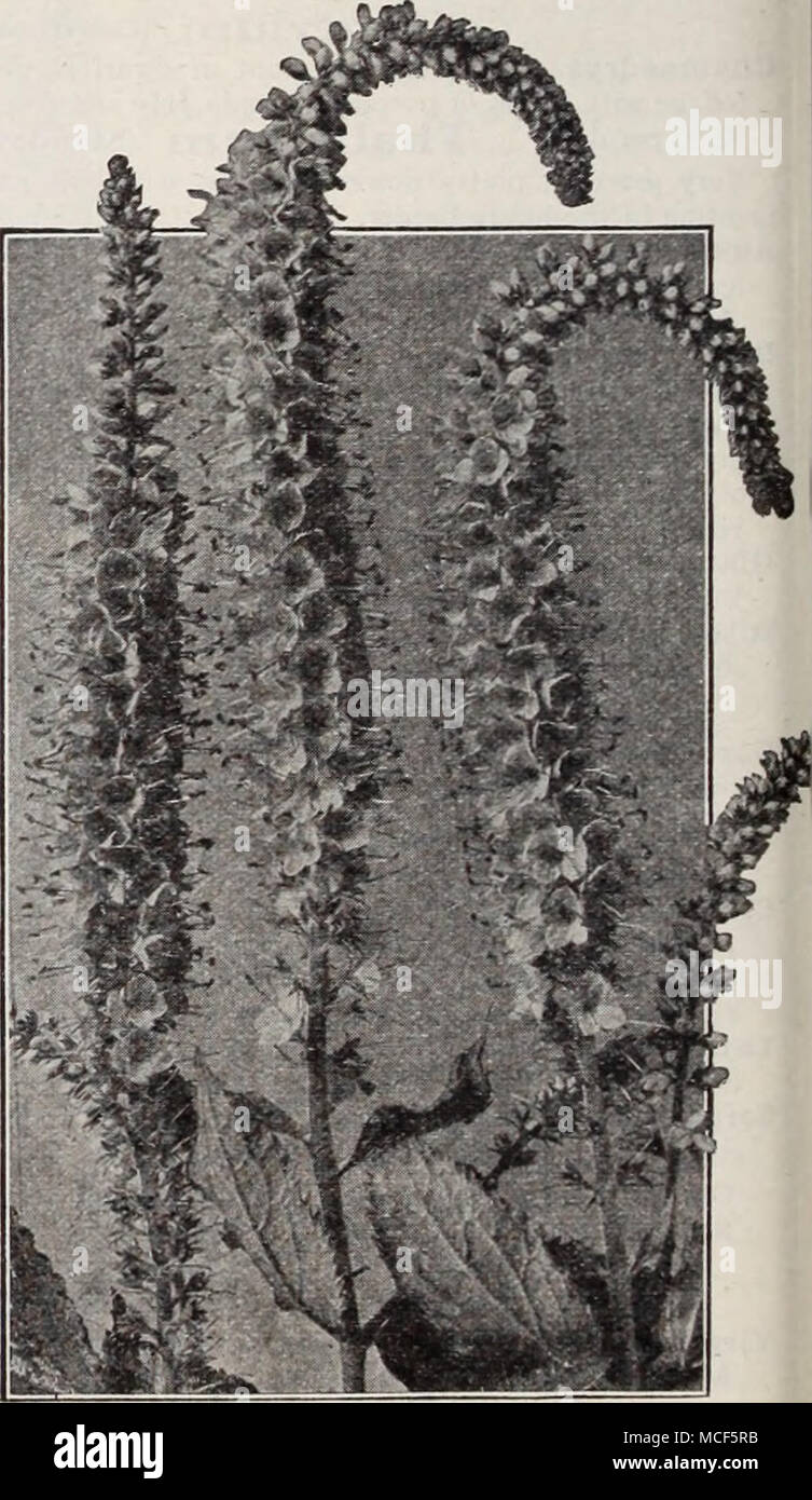 . Veronica Longifolia Subsessilis If unable to find what you want, refer to Index, pages 208 and 209 Stock Photo
