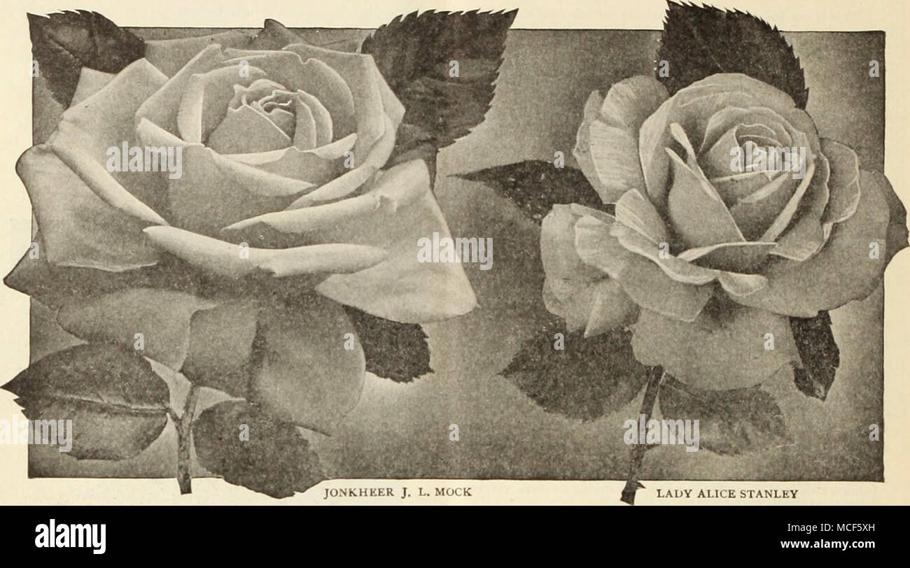 . Al.li E STANLEY HARDY EVER BLOOM I NO HYBRID-TEA ROSES—Continued Frances Charterls Seton. A charmincr. beautiful Rose of deep rose- pink.  $1.23 each. Franz Deegen. Rich yellow, shading to oranee in the centre. George C. Waud. A clowinu oranee-vermilion. Flowers are large, full, and of perfect form. General MacArthur. As an all-round carden Rose there is no variety of its color—a rich crimson scarlet—which will i;ive equal satisfaction. Grace Darling. Peach tinted creamy-white. Grace Molyneux. 'A chaste Rose of rare beauty. The color is a creamy apricot, flesh in the centre, the outer petals Stock Photo