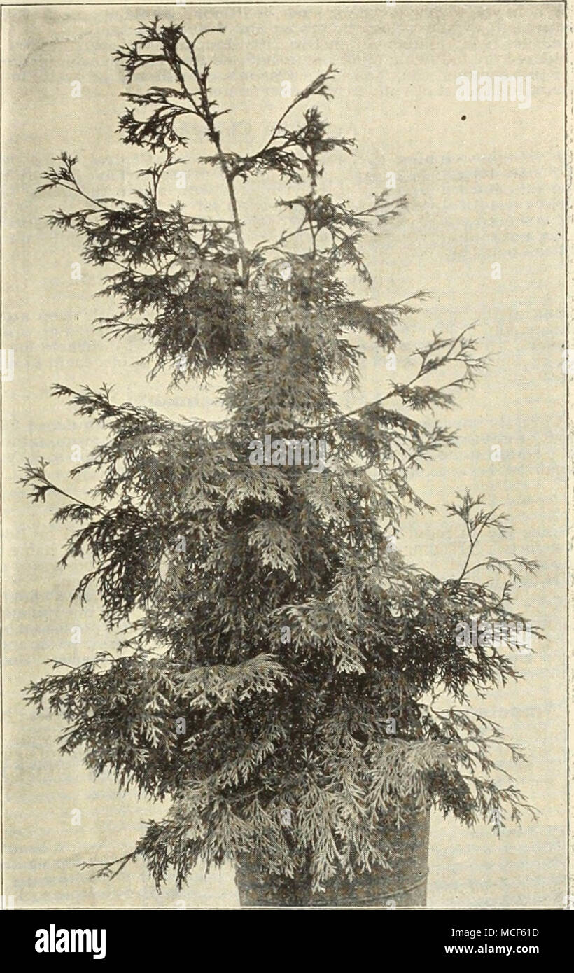 . JUNIPERIJ.S PFITZERIANUS THUYOPSIS STANDISHI Picea Excelsa Inverta Pendula (Weeping Norway Spruce). A. variety with all the good qualities of the Norway Spruce, while the branches have a decided weeping or drooping tendency. Very distinct. Plants, 3 feet high, $2.50 each. Pseudotsuga Douglas! Glauca Elegans (Blue Douglas Spruce). An improvement on the well-known Douglas Spruce. Foliage graceful and of a pale green color above, glaucous beneath. Plants, 3 feet high, $2.50 each. Retinispora Filifera (Thread-branched Japanese Cypress). Of very graceful outline, with bright green foliage, partic Stock Photo