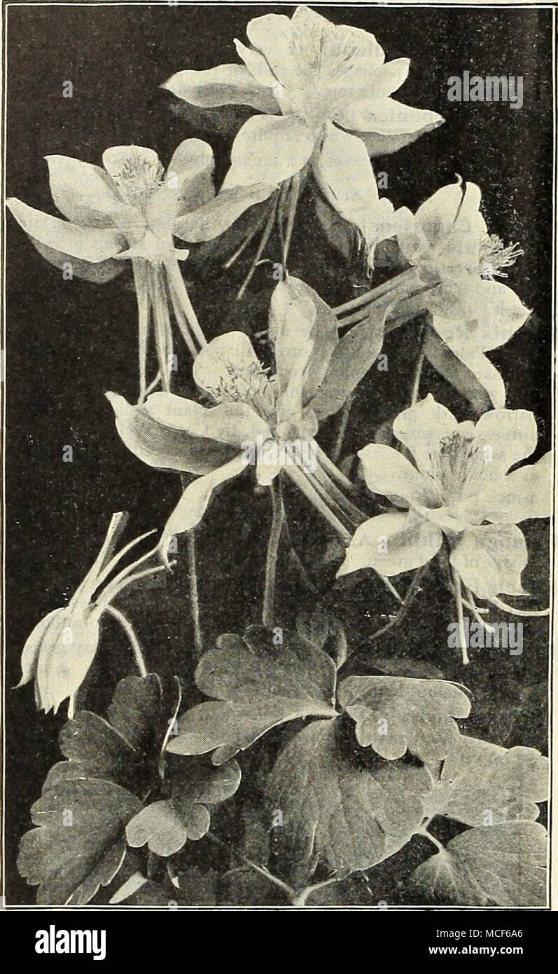 . AQUILEGIA (COLUMBINE) Per Pkt. ACANTHUS. MolMs hatiioWas (Bear's Breech). Handsome and interesting hardy plants, witii fine foliage and curious flowers in August and September. Grows from 2 to 4 feet high, according to soil and location. Valuable alike for planting as single specimens, in groups or in border '. . 10 ACHILLEA. Ptarmica FI. PI. &quot;The Pearl.&quot; (Double White Yarrow). One of the best hardy white perennials in the list. Grows about 2 feet high, and from spring till frost is covered with .heads of purest white double|flowers. Per -^s oz., sects 15 ACONITUiVl. Napellus (Monk Stock Photo