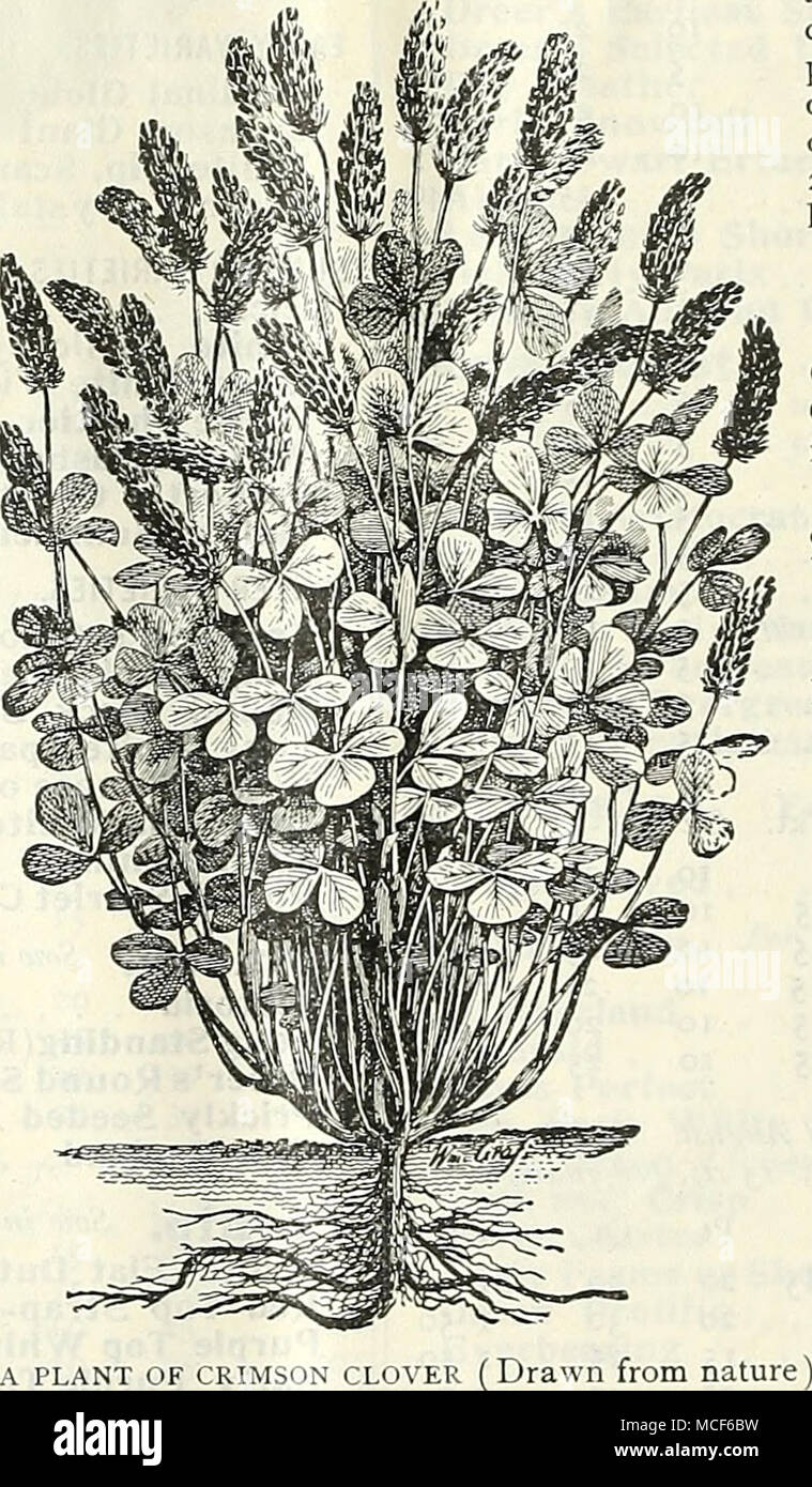 . For fall sowing with Rye, which serves as a support Perfectly hardy