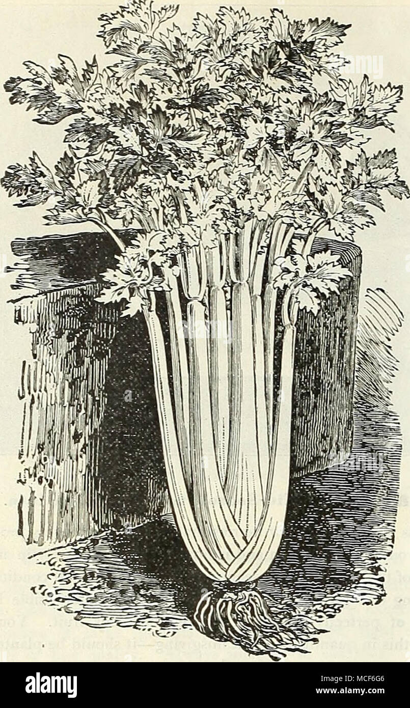 . GOLDEN SELF-BLANCHING CELERY Winter Queen. This variety was introduced several years ago, and has proved a valuable sort, particularly on account of its excellent winter-keeping qualities. It grows a very thick, solid and heavy stalk, and has a large heart. It is a close, compact grower, and when blanched is a creamy white CELERY PLA.NTS. Celery plants can be supplied from June 15 th to August 25 ih. We grow the following varieties, which we offer at the uniform price of 40 cts. per 100, $3.00 per 1000. i^If wanted by mail, add ij cents per 100 for postage. ) Celery requires a moist, rich so Stock Photo