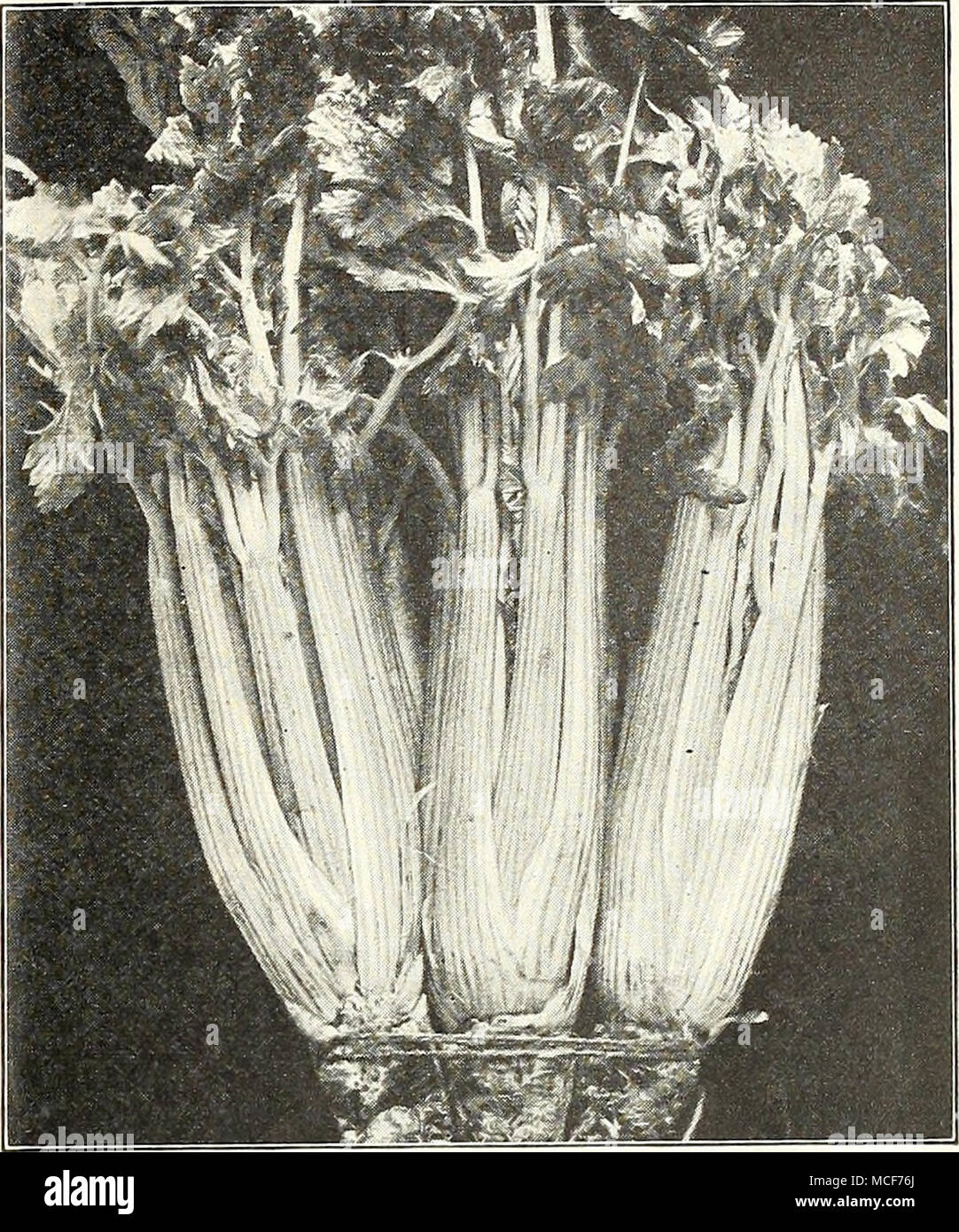 Cultivation of stalked celery in the open field: methods and recommendations for the care 1 Cultivation of stalked celery in the open field: methods and recommendations for the care 77