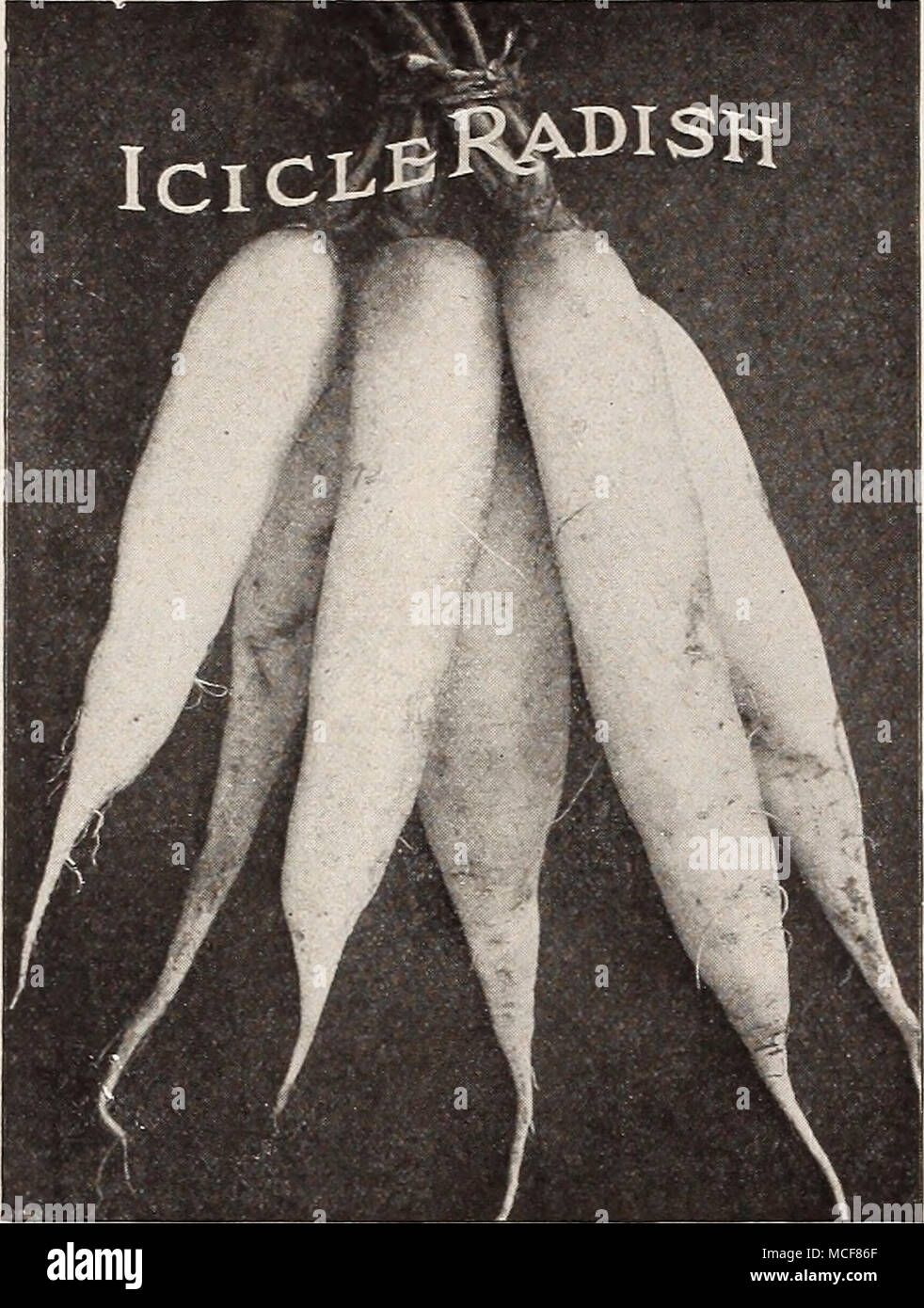 . SUMMER RADISHES. Icicle Jiadish. {See cut.) This variety is of great value. Can be used for summer or grown in forcing frames, and makes fine radishes from four to five inches long and half inch to three-quarter inch thick. It matures earlier than any other long white radish and is exceedingly attractive, being pure white and almost transparent. Oz., lOcts.; )^ lb., 25 cts.; lb., 75 cts. Dreer's White Delicacy. An improvement on White Strasburg, earlier, more evenly shaped, and smaller top; grows full size and perfect shape during the hottest weather. It is a fine looking radish and should b Stock Photo