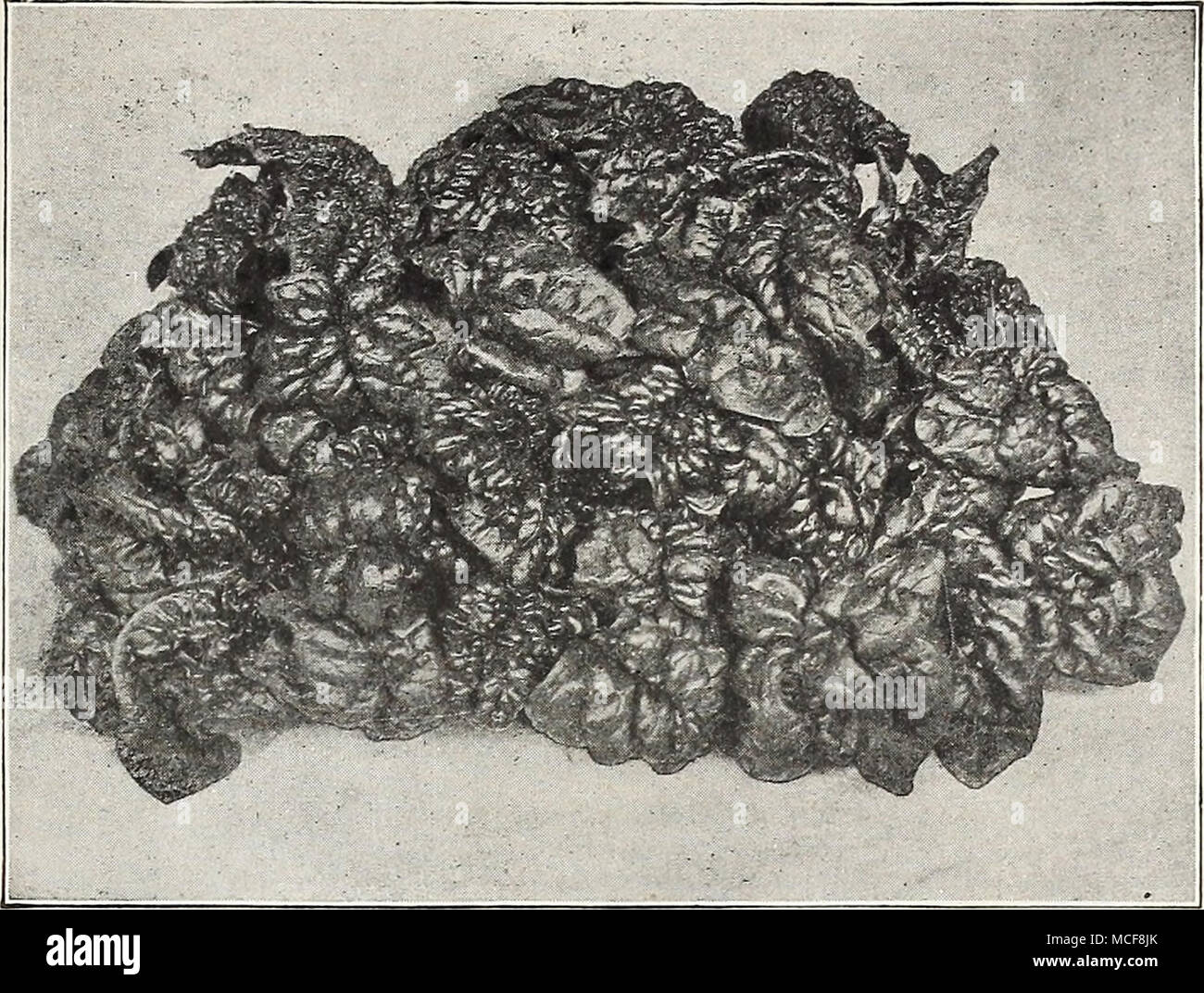 80 years old spinach hi-res stock photography and images - Alamy