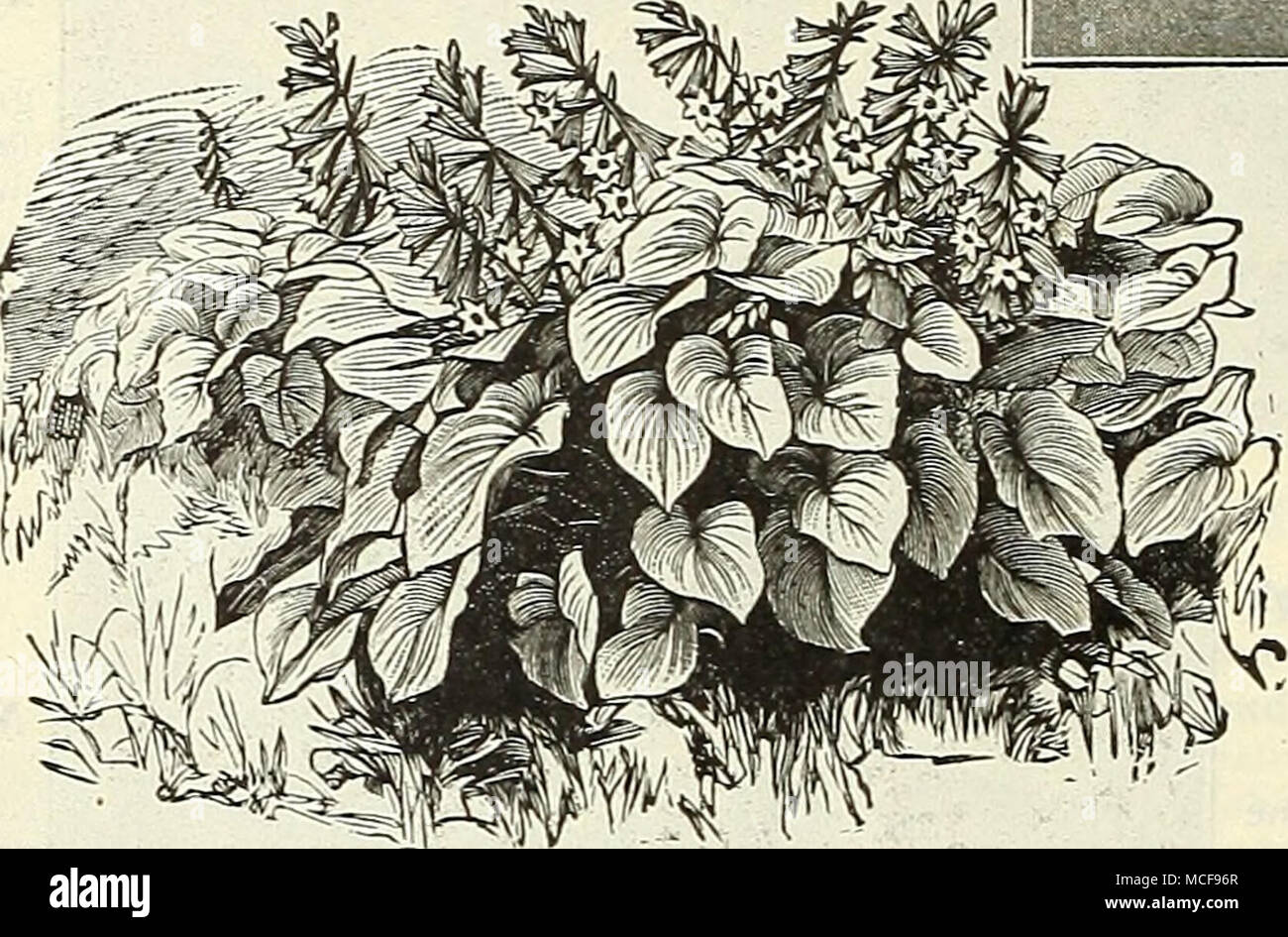 Henry Classification System Hi Res Stock Photography And Images Alamy