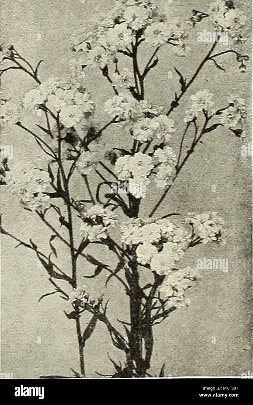 . Achillea. &quot; The Pearl.' (156) For New and Rare Hardy Perennial Plants see pages 99 to 104. Stock Photo