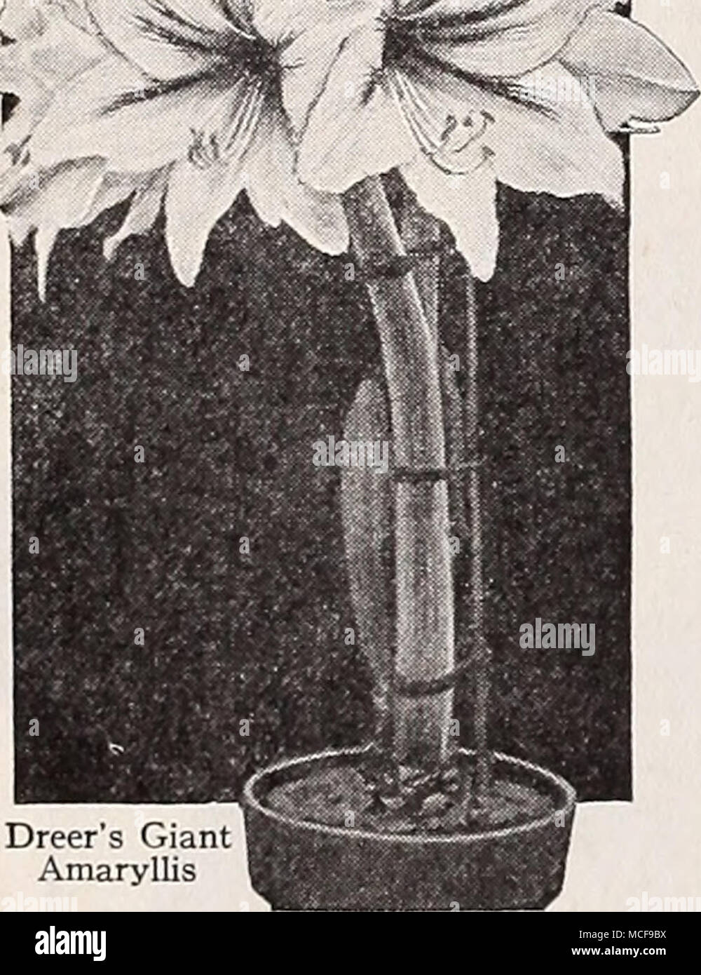 . Dreer's Giant Amaryllis Dreer's Hints on the Growing of Bulbs An interesting and helpful booklet on the culture of bulbs. Includes summer-flowering tender and half-hardy varieties as well as the hardy kinds which are planted in the fall for spring and summer blooming. Freely illustrated. Price 25 cents or sent free upon request if your order of bulbs amounts to $1.00 or more. Stock Photo