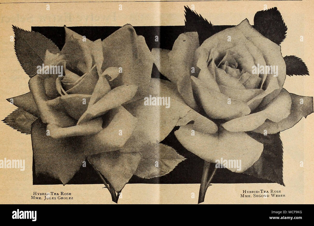 Hybrid Tea Rose Mme Jules Grolez Hybrid Tea Rose Mme Second Weber Hardy Everblooming Hybrid Tea Roses Continued Mrs Joseph H Welch Mcgredy 1911 A Very Brilliant Rose Pink Very Large Artistically Arranged Flowers Of Unusual Hybrid Tea Rose Mme Jules Grolez Hybrid Tea Rose Mme Second Weber Hardy Everblooming Hybrid Tea Roses Continued Mrs Joseph H Welch Mcgredy 1911 A Very Brilliant Rose Pink Very Large Artistically Arranged Flowers Of Unusual