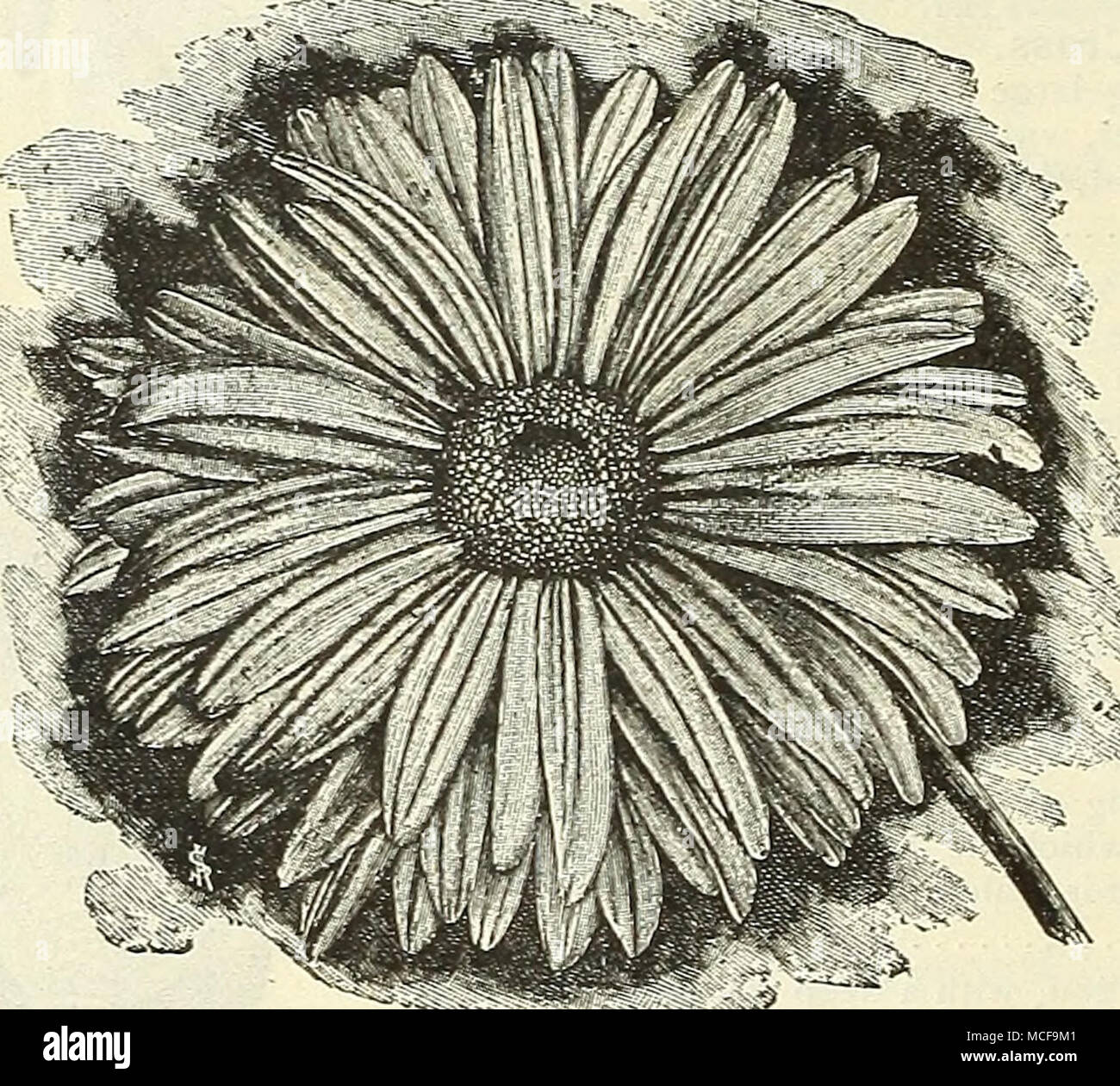 Featured image of post Aster Flower Drawing Easy