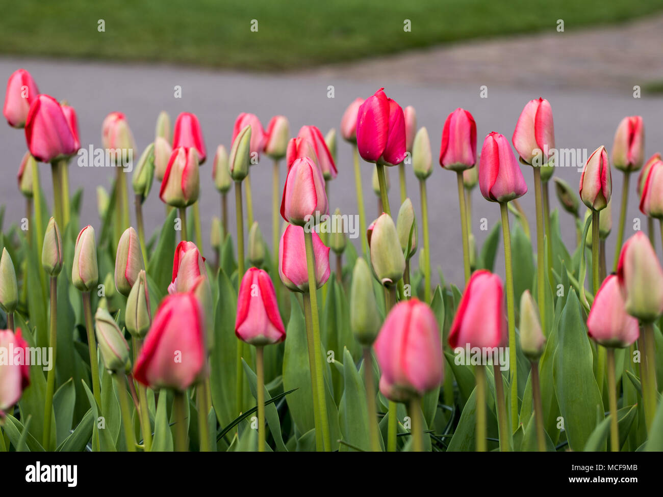 red tulips flowers blooming in a garden Stock Photo - Alamy