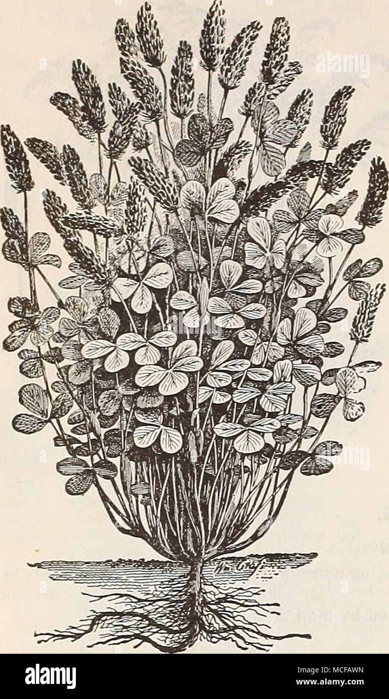 Sorghum syrup hi-res stock photography and images - Alamy