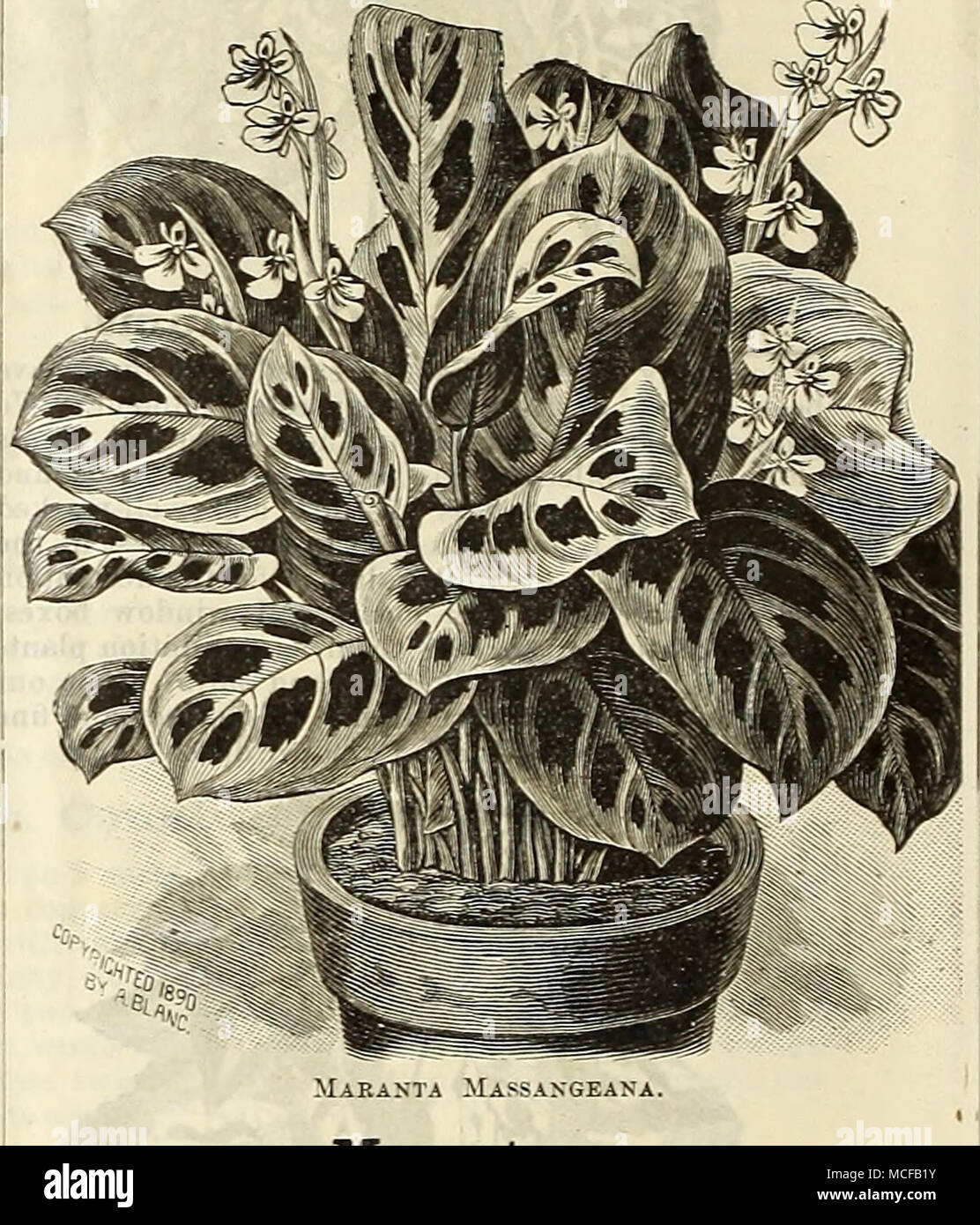 . Maranta Massangeana. Maranta. Valuable decorative stove plants, remarkable for the richness and beauty of their varied foliage. Makoyana, $1.00 to $1.50. N Massangeana, 50 cts.; Zebrina, 50 cts. to $1.00. MUSA ENSETE. The leaves are magnificent, long, broad and massive ; of a beautiful green, with a broad crimson mid-rib ; the plant grows luxuriantly from 8 to 12 feet high. During the hot summer, when planted out, it grows rapidly, and attains gigantic propor- tions, producing a tropical effect on the lawn, terrace or flower garden. Strong plants, 50 cts. and $1.00 each. Nepenthes. (PITCHER  Stock Photo